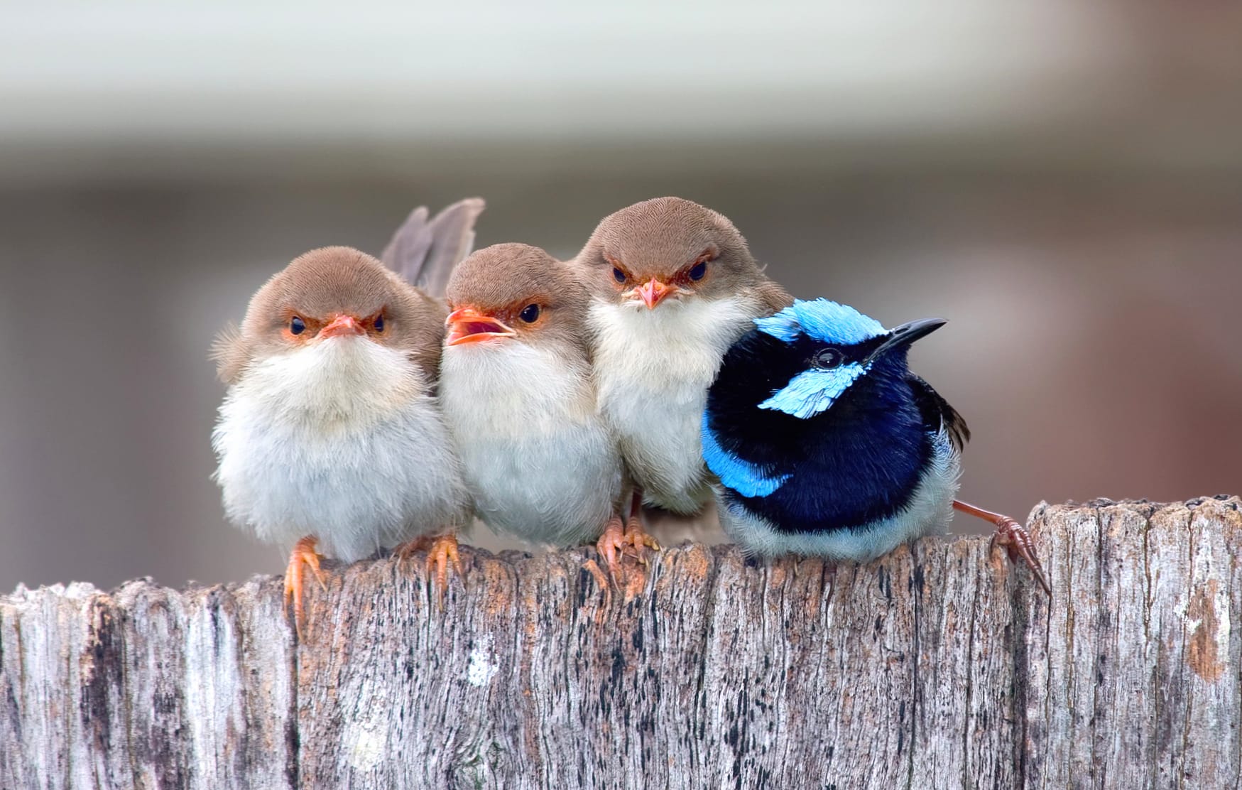 Superb Fairywren Quartet wallpapers HD Superb Fairywren Quartet wallpapers HD quality