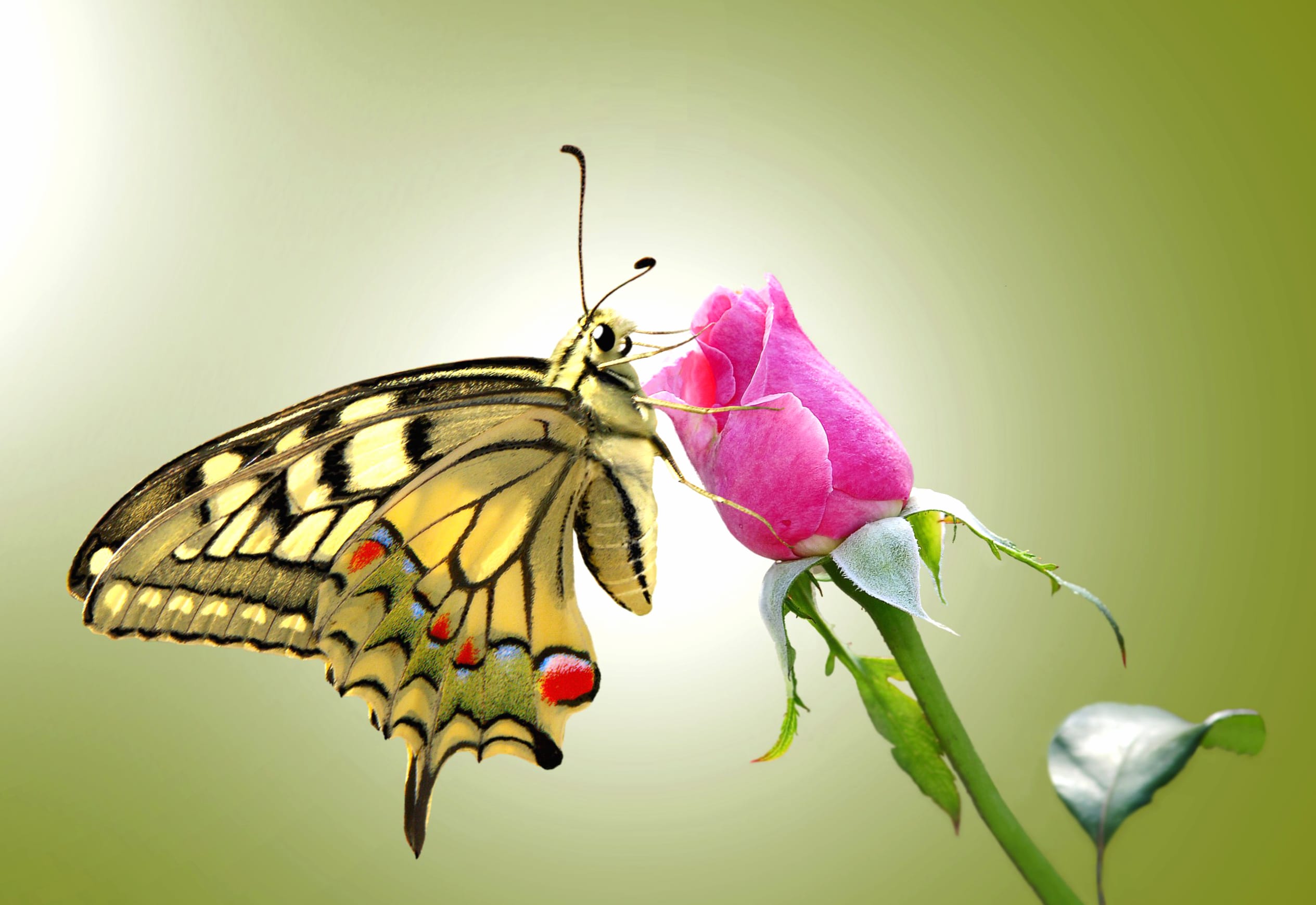 Swallowtail Butterfly on Blooming Rose - wallpapers HD quality