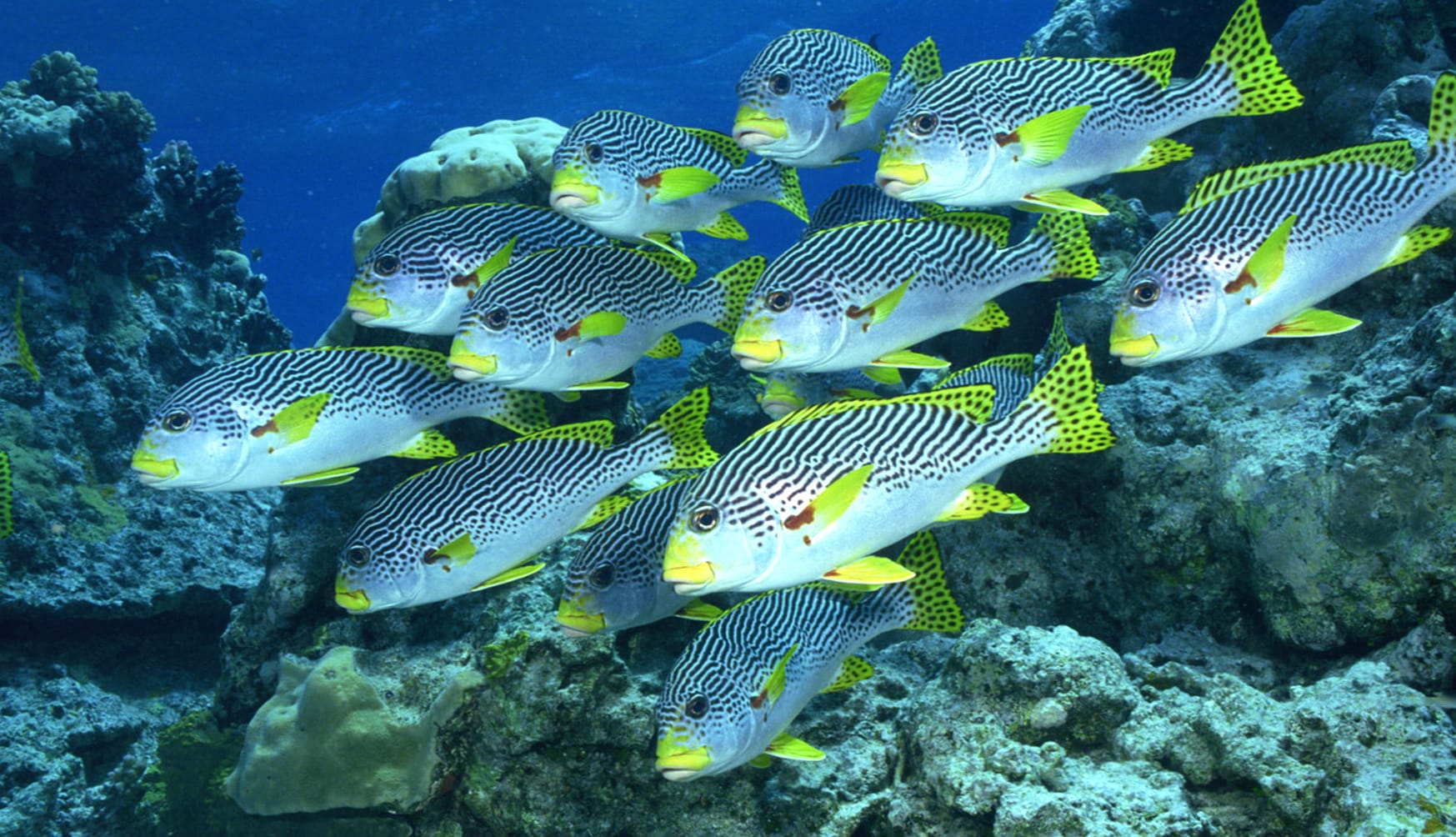 Sweetlips Fish wallpapers HD quality