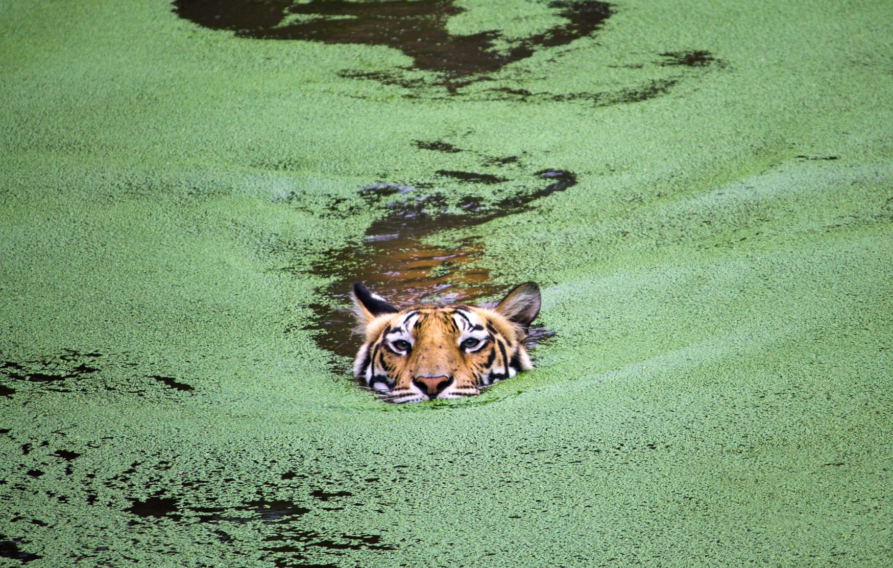 Swimming Tiger in Water wallpapers HD quality