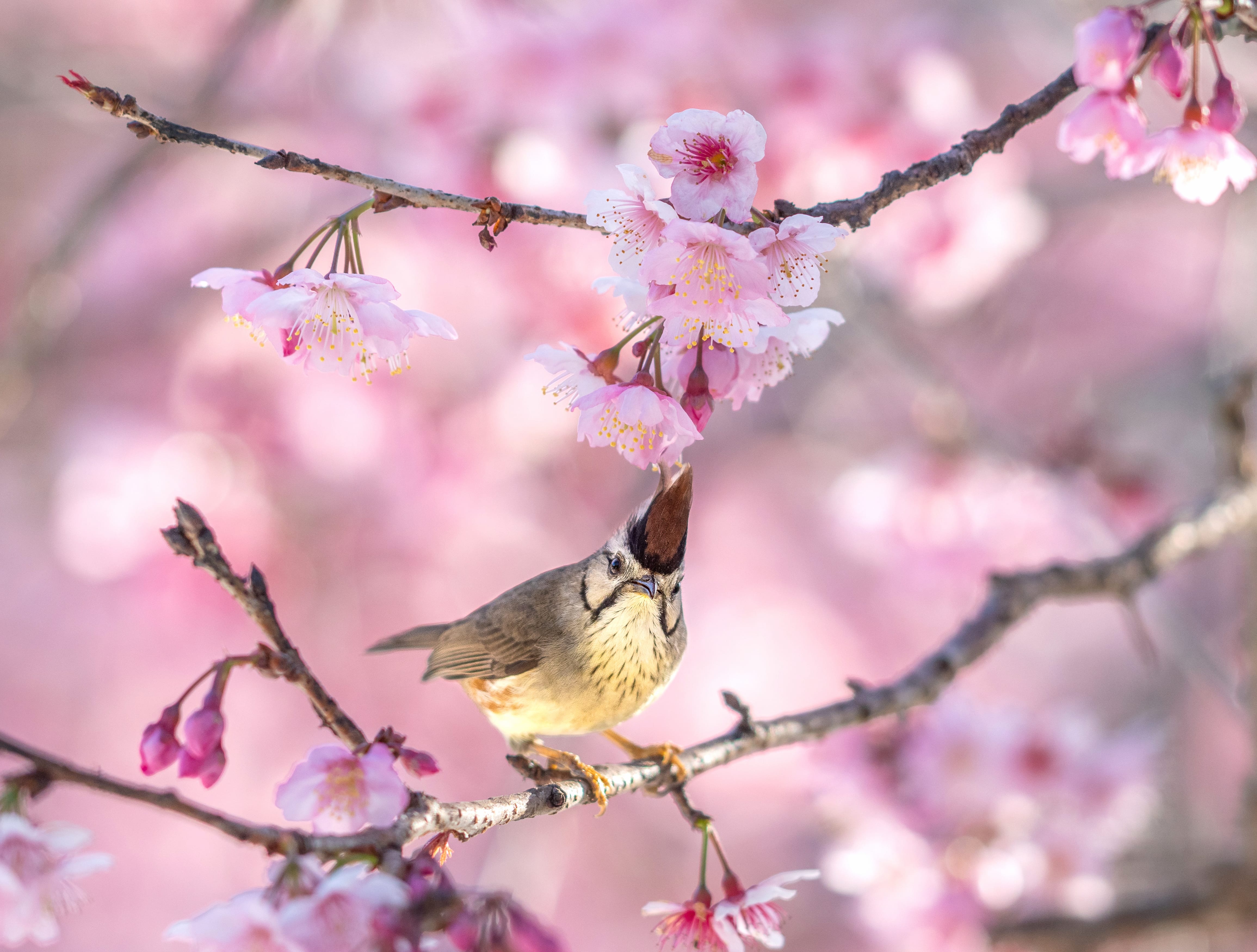 Taiwan Yuhina Animal Yuhina at 640 x 960 iPhone 4 size wallpapers HD quality