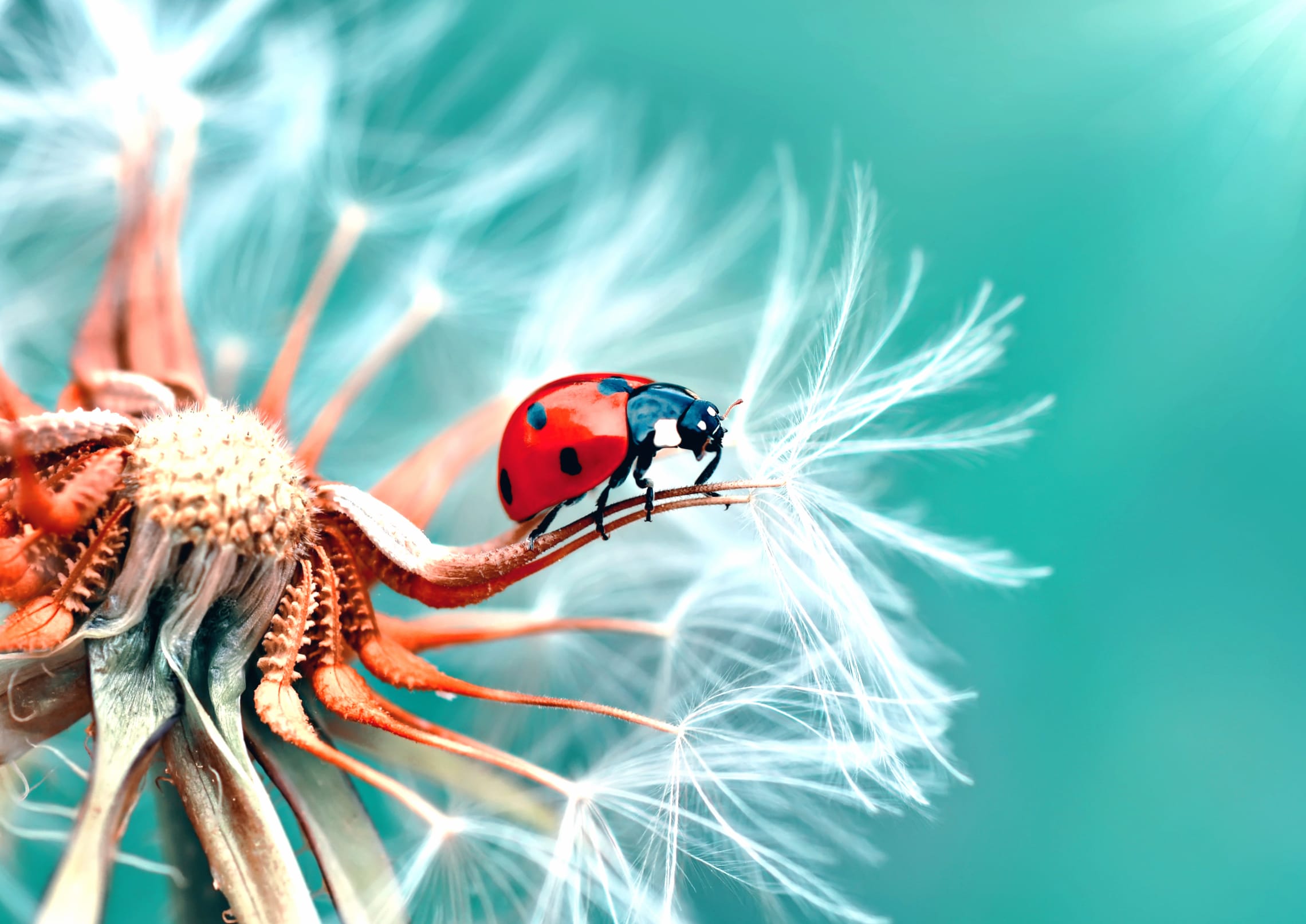 Teal Serenity A Macro Ladybug on Dandelion - wallpapers HD quality