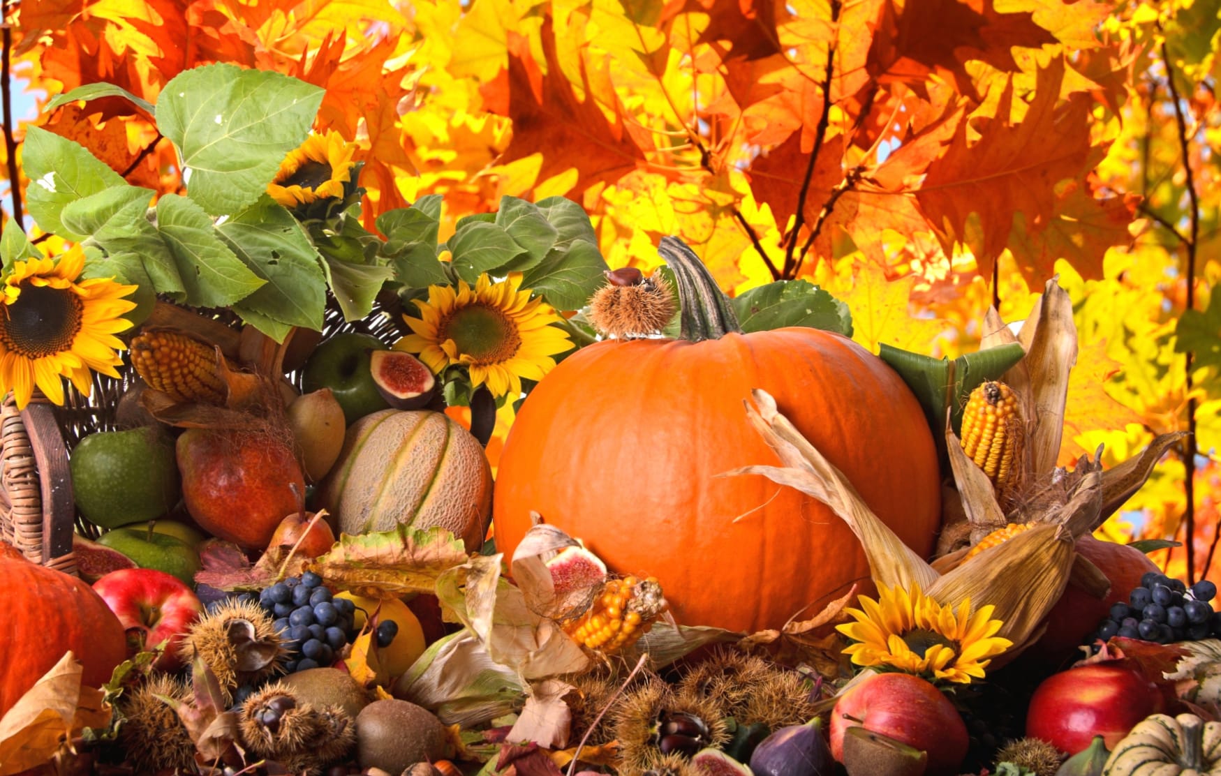 Thanksgiving Fall Harvest wallpapers HD quality