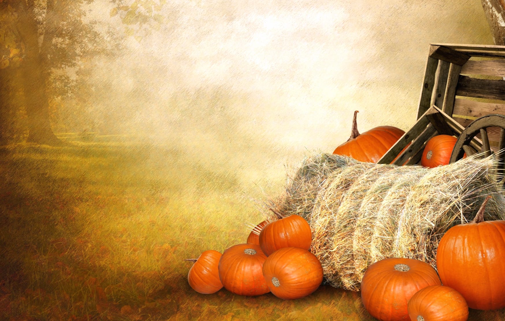 Thanksgiving Pumpkins wallpapers HD quality