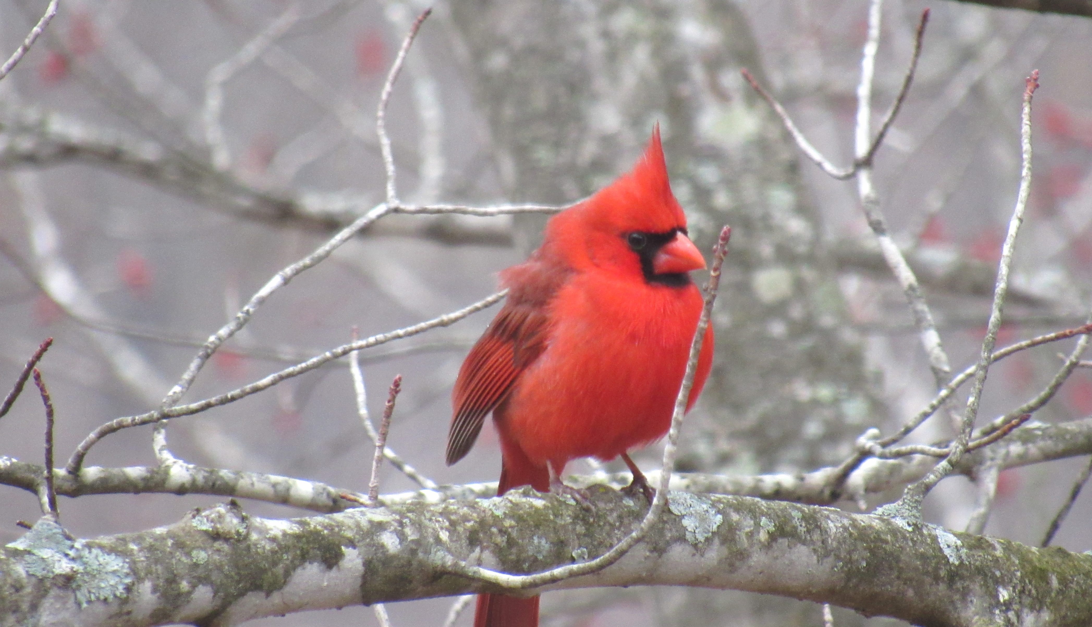 The Old Red Bird wallpapers HD quality