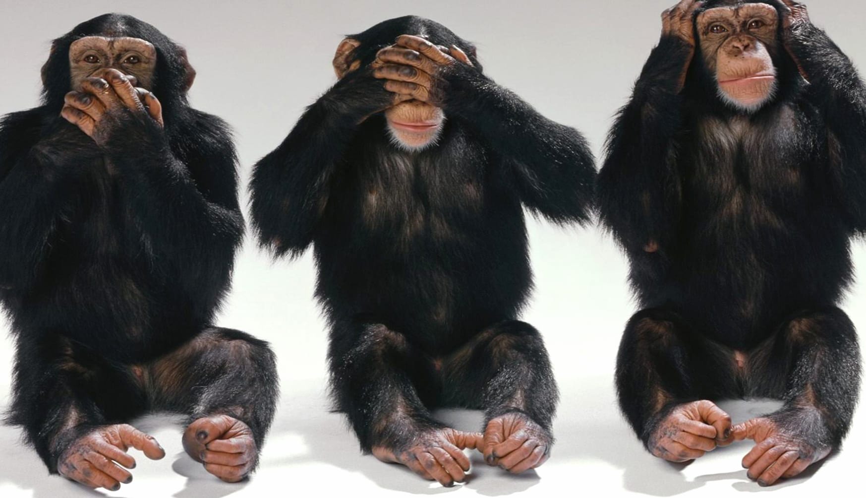 Three Wise Monkeys wallpapers HD quality