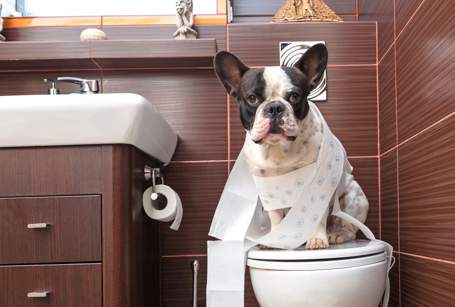 Toilet Funny Cute Bulldog Bathroom Dog Animal French Bulldog at 1334 x 750 iPhone 7 size wallpapers HD quality