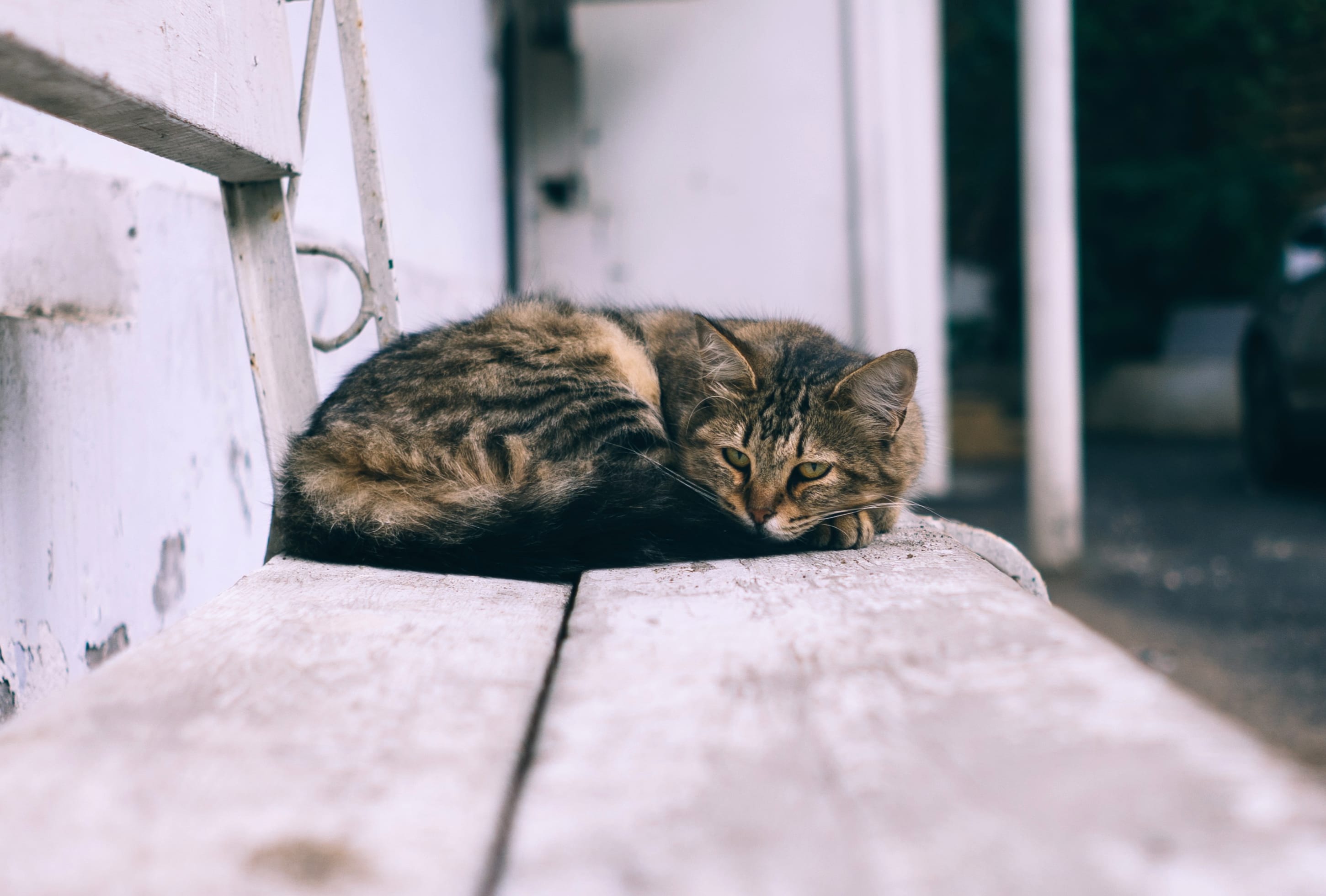 Tranquil Cat on Bench - at 750 x 1334 iPhone 6 size wallpapers HD quality