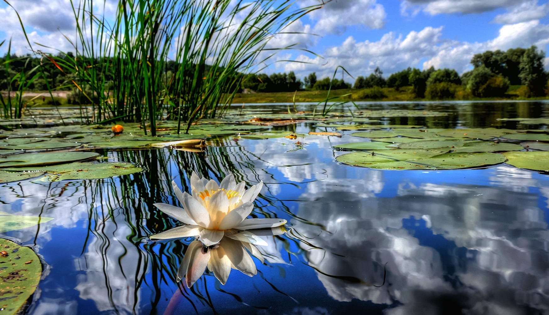 Tranquil Water Lily Reflection - wallpapers HD quality