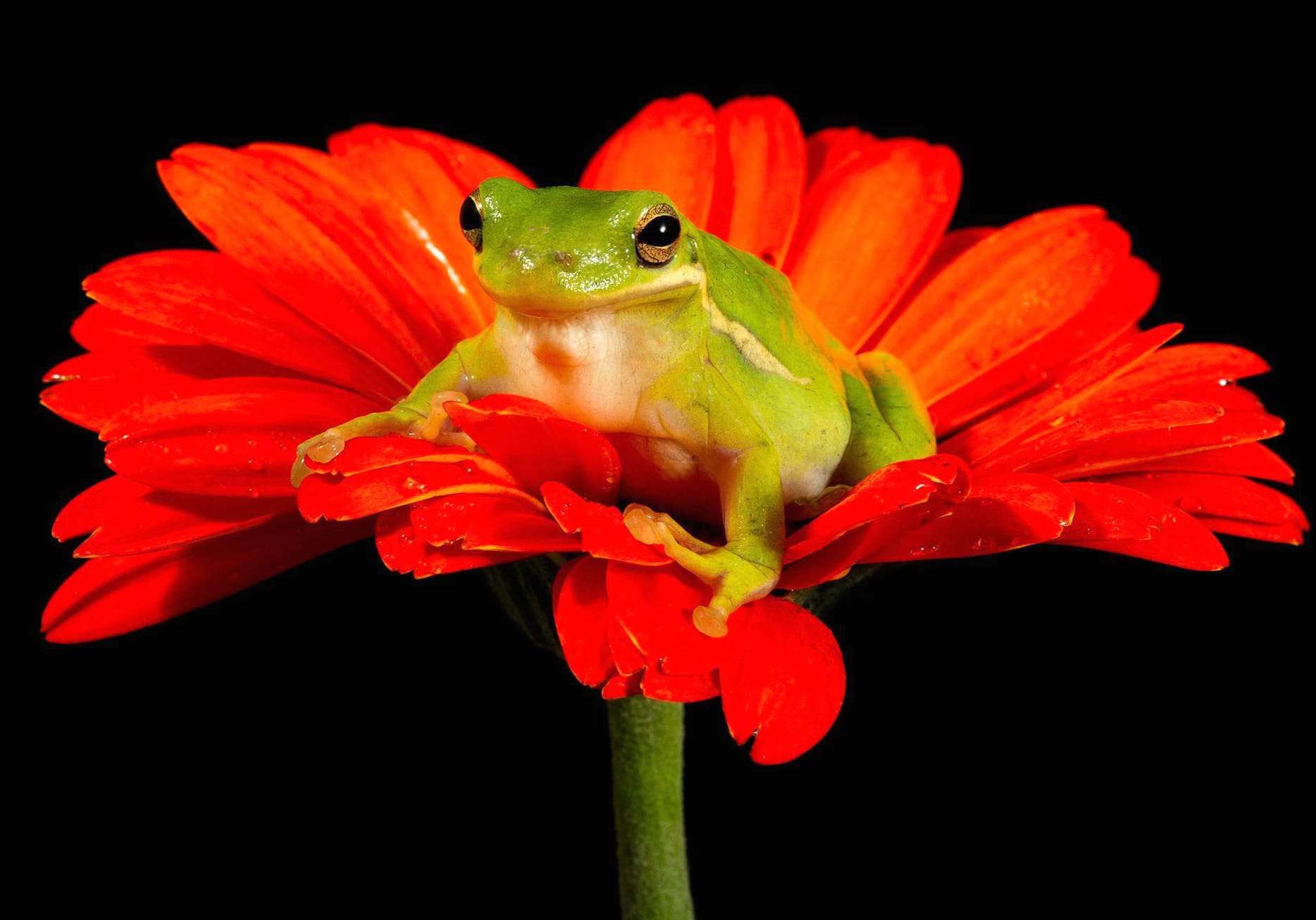 Tree Frog on Orange Gerbera wallpapers HD quality