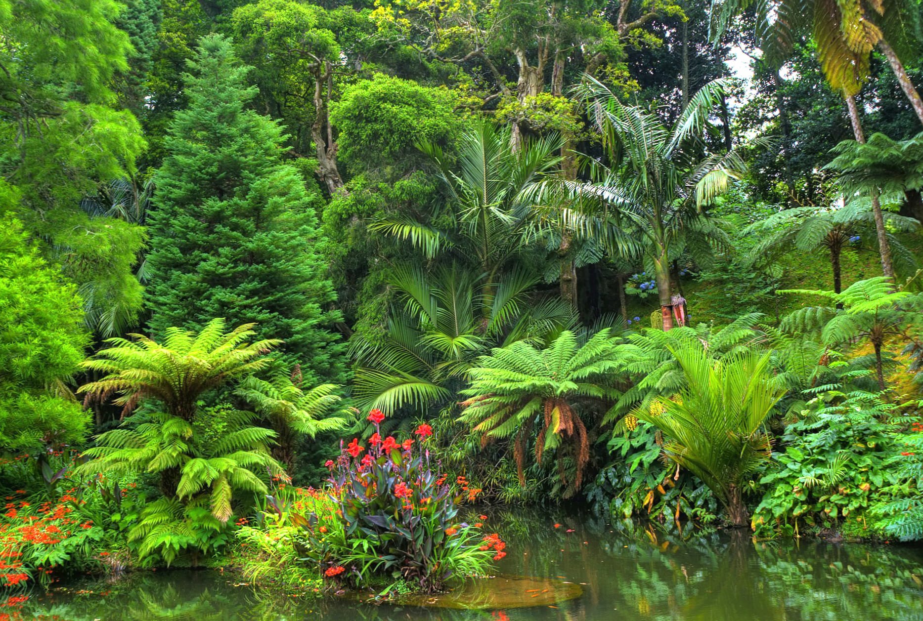 Tropical Rainforest Pond at 320 x 480 iPhone size wallpapers HD quality