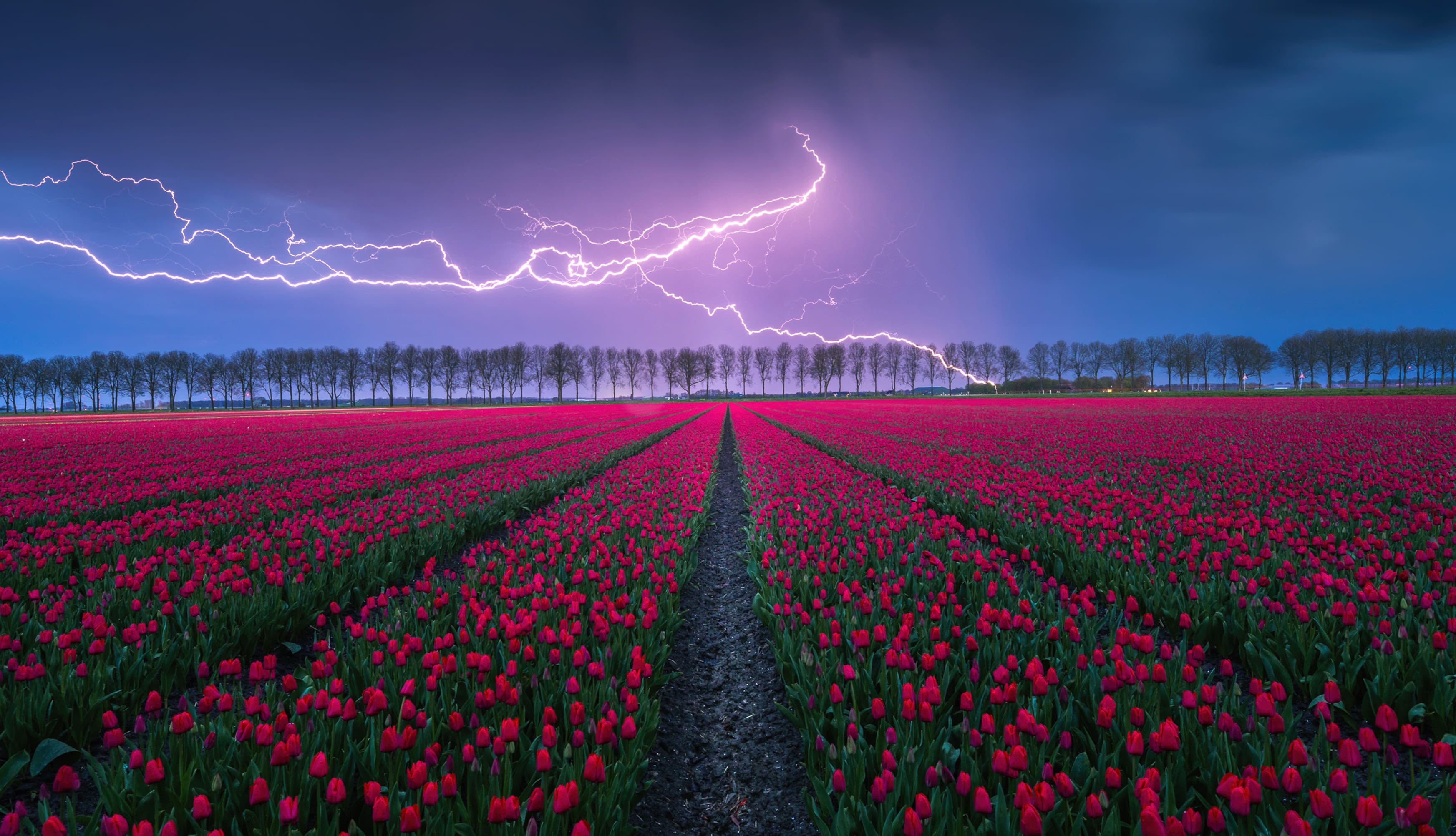 Tulips field Lightning Strike wallpapers HD quality