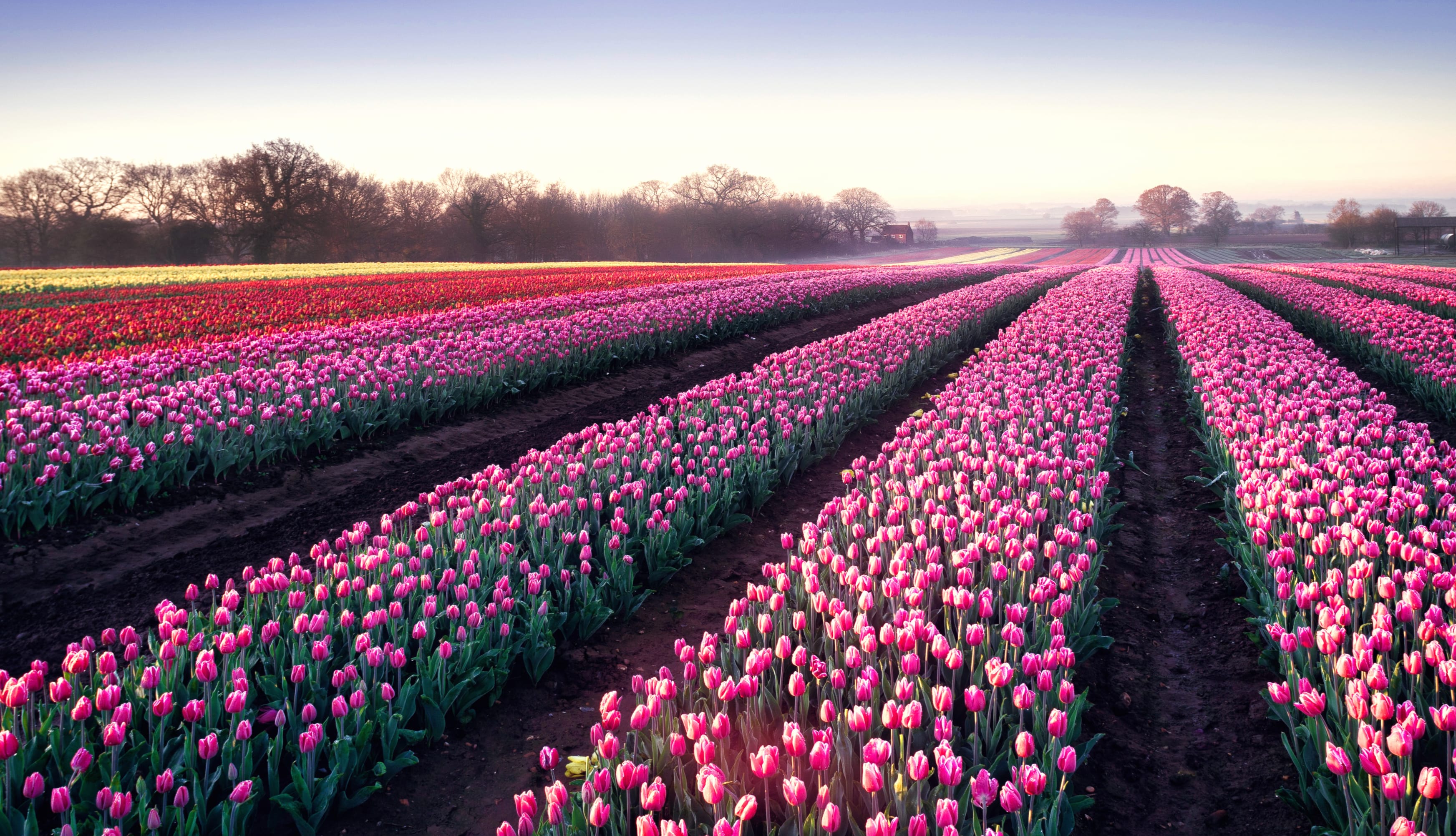 Tulips field Morning breeze wallpapers HD quality