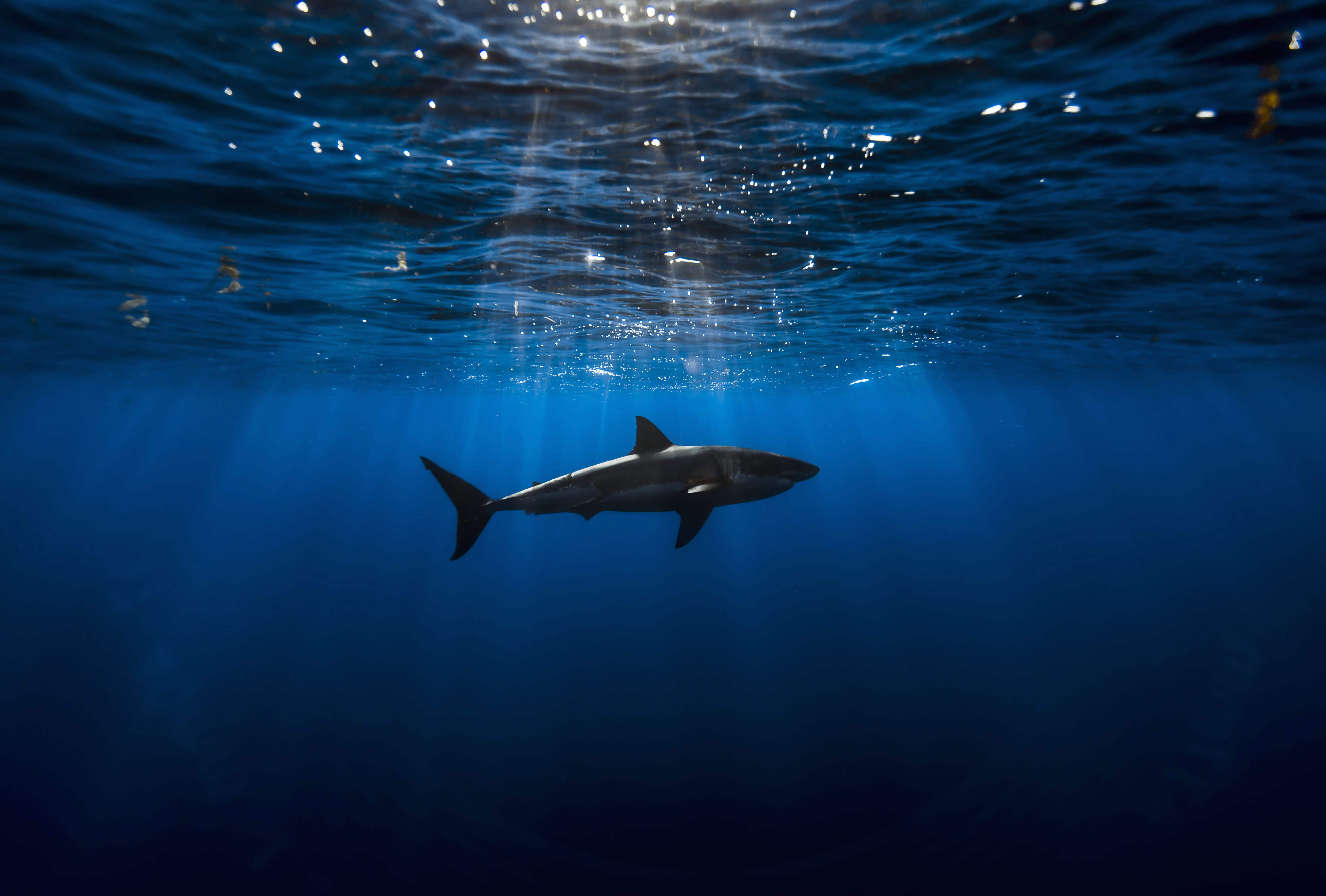 Underwater Animal Shark wallpapers HD quality