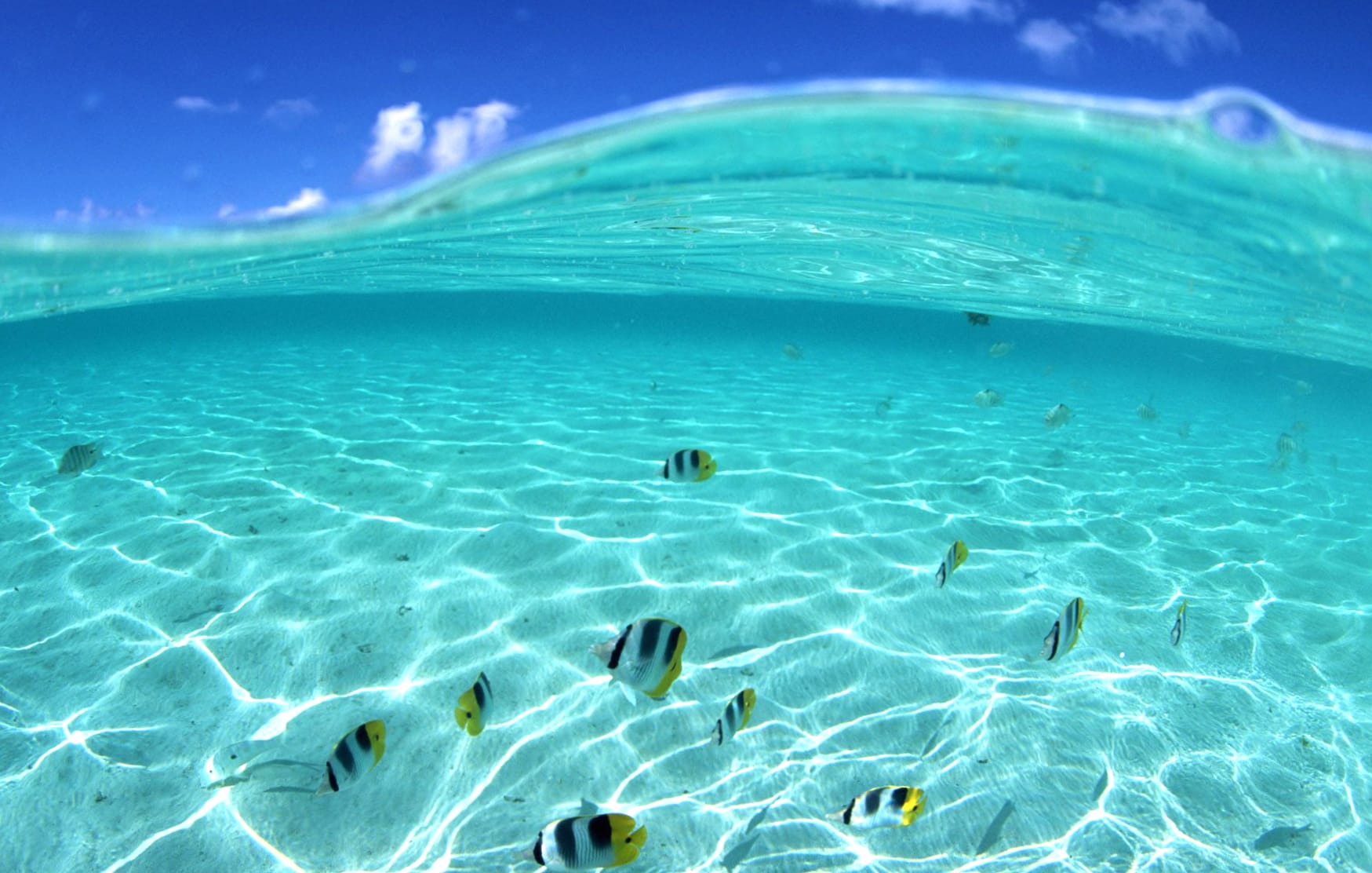 Underwater Butterflyfish Wave - at 1600 x 900 HD size wallpapers HD quality