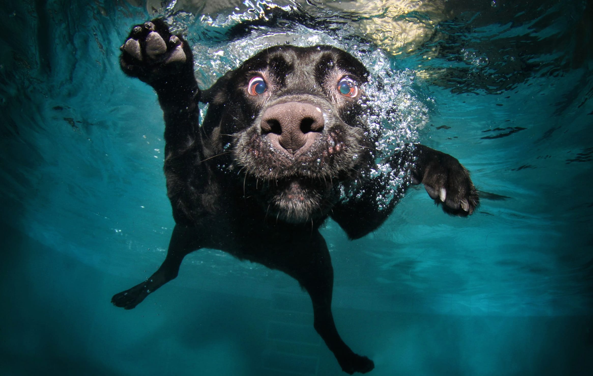 Underwater Labrador Retriever at 1334 x 750 iPhone 7 size wallpapers HD quality