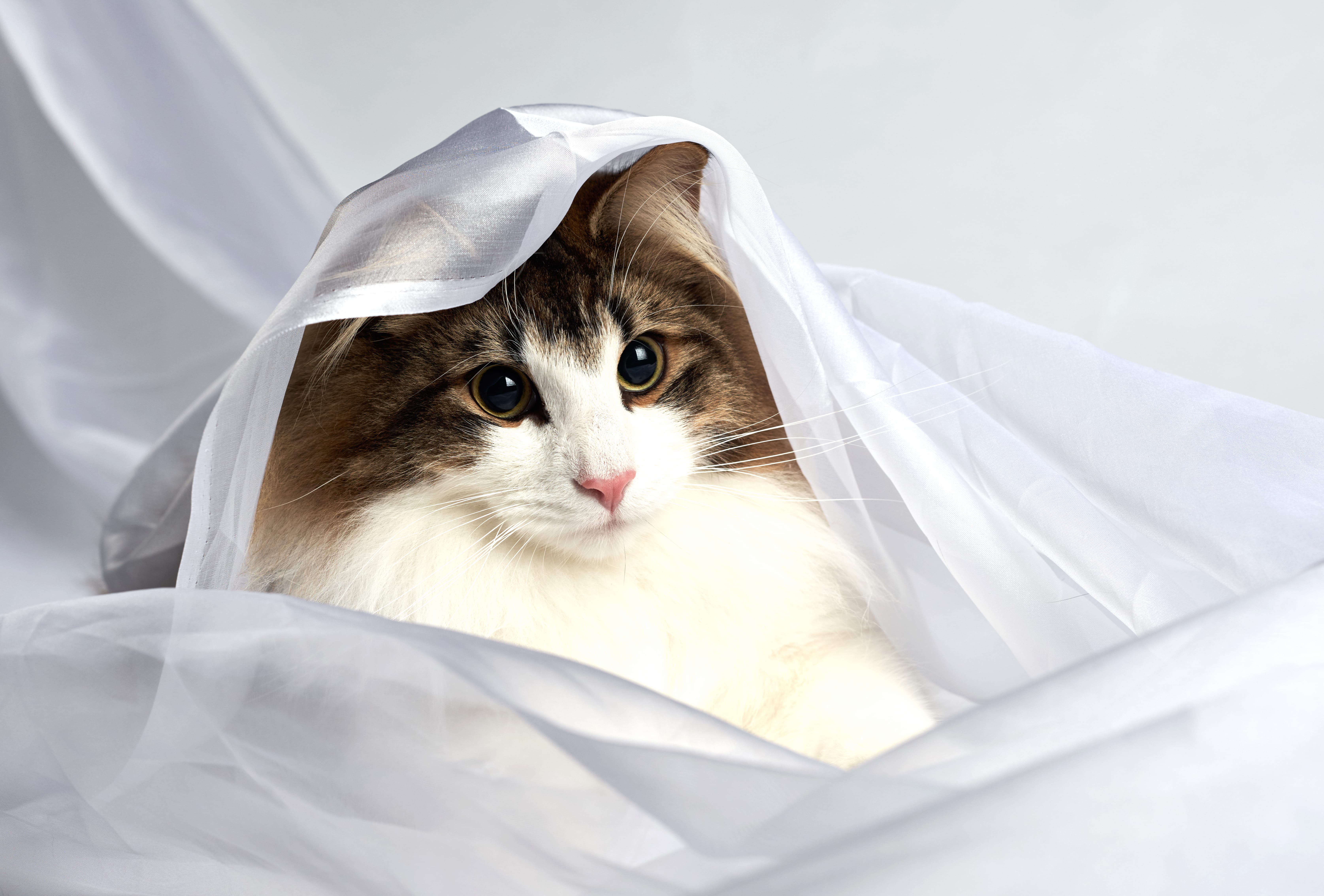 Veil Animal Cat at 1600 x 1200 size wallpapers HD quality