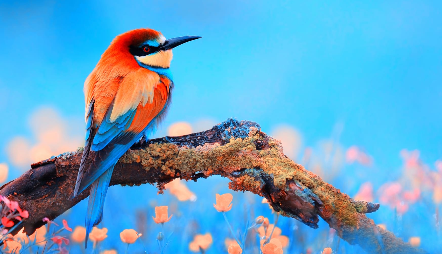 Vibrant Bee-eater A Colorful wallpapers HD quality