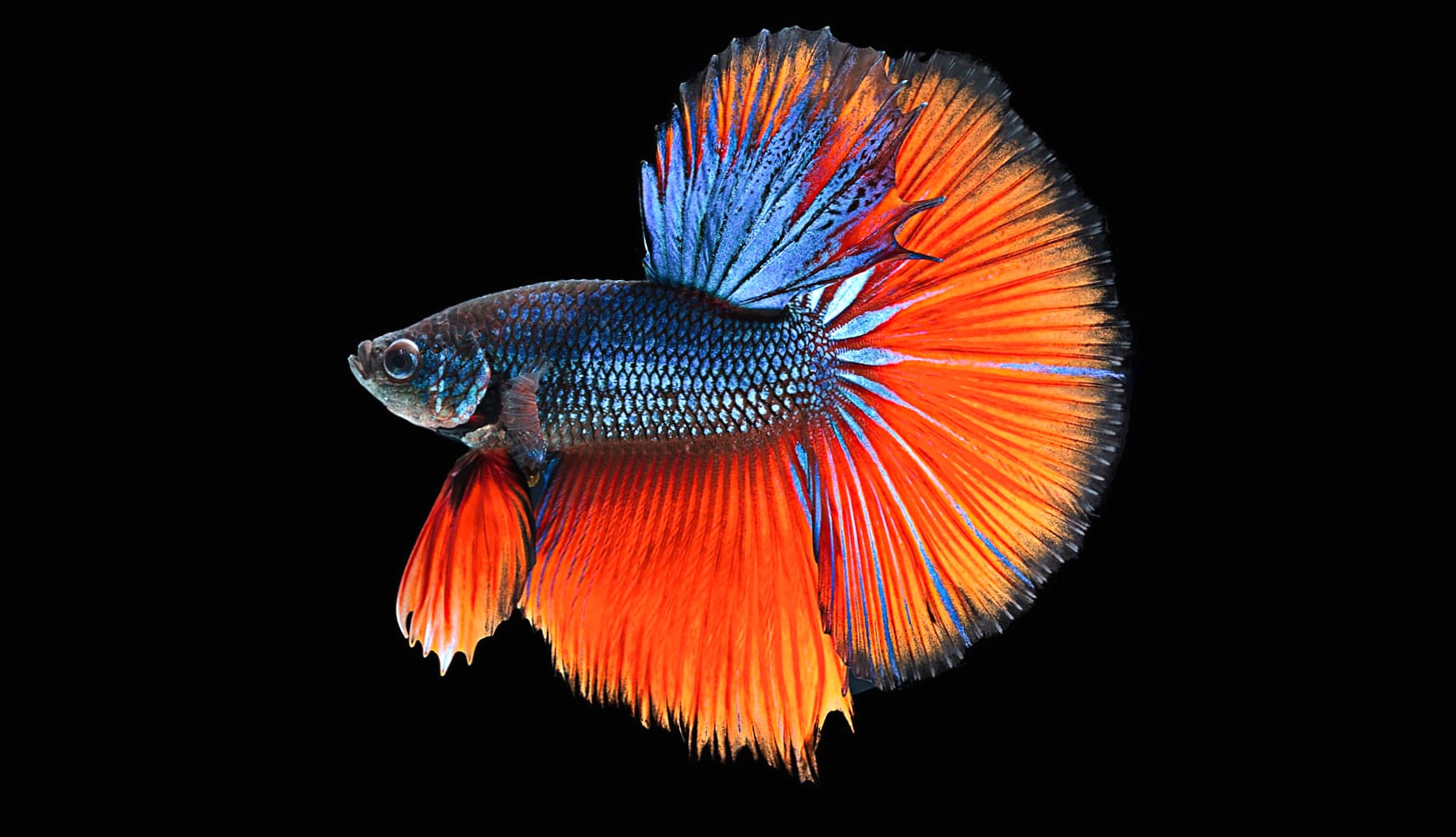 Vibrant Betta Fish wallpapers HD quality