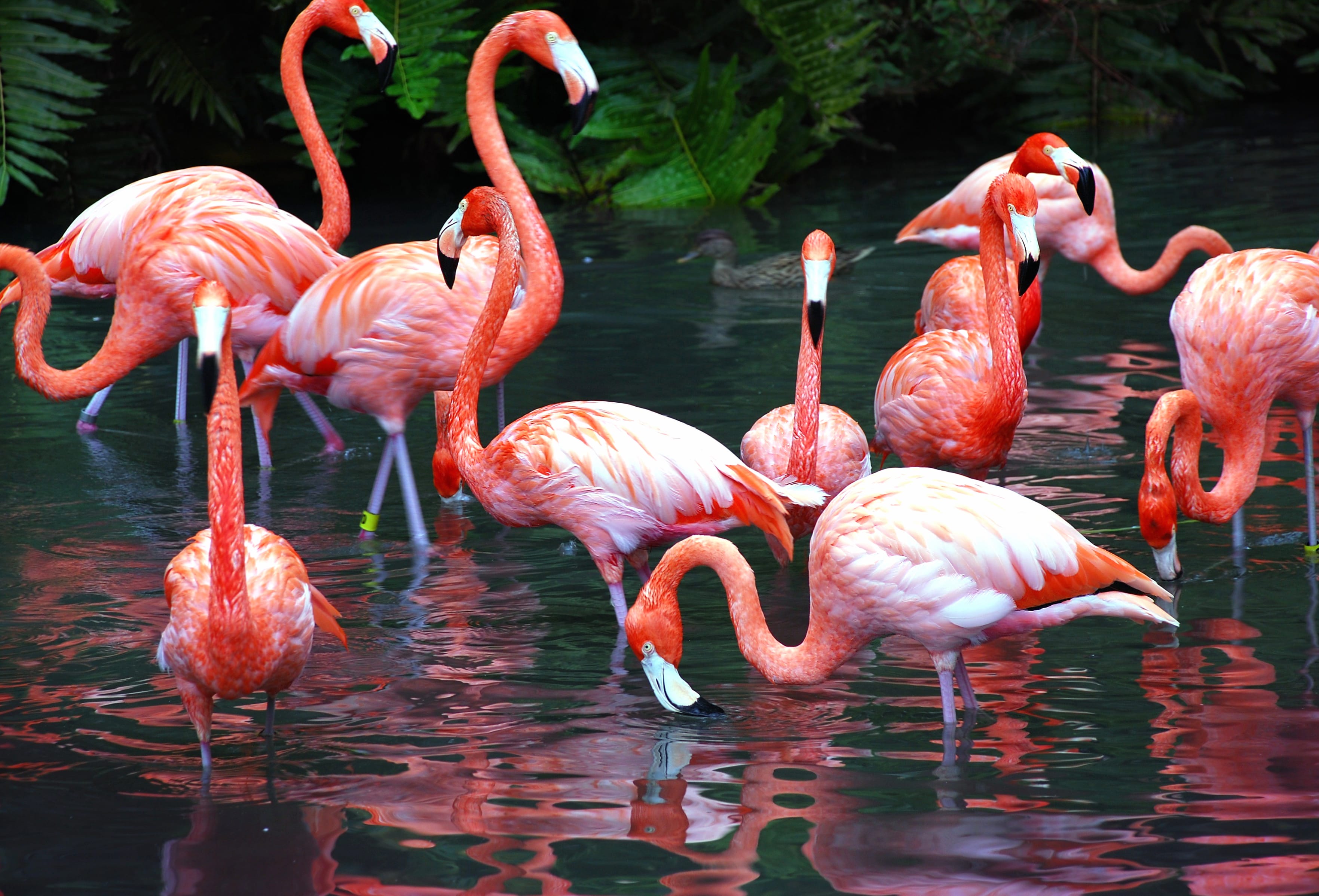 Vibrant Flamingo Flock - at 1600 x 900 HD size wallpapers HD quality