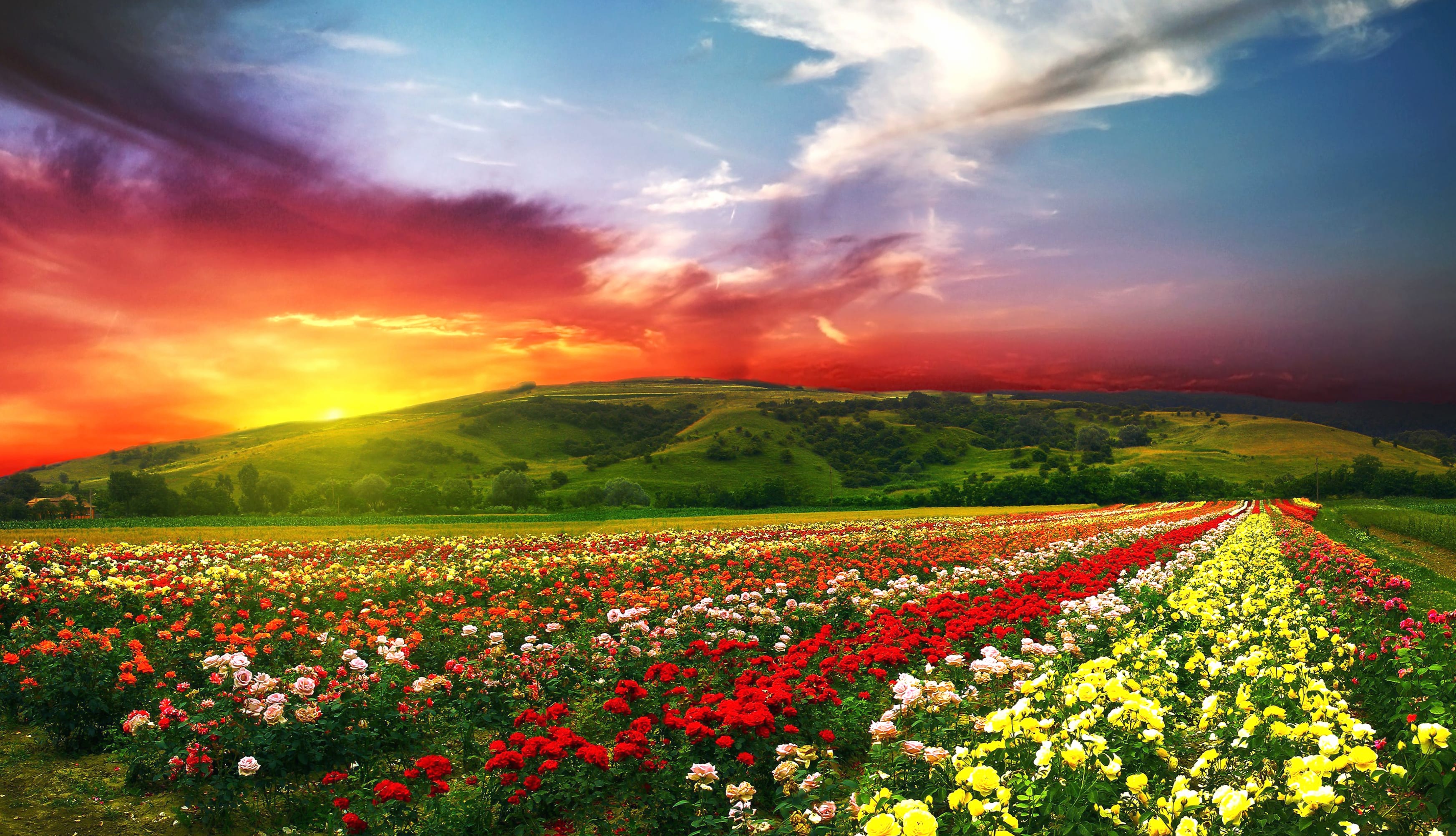 Vibrant Flower Fields at Sunset - wallpapers HD quality