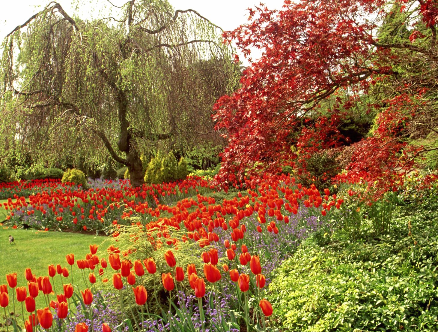 Vibrant Garden Bliss of Tulips and Trees wallpapers HD quality