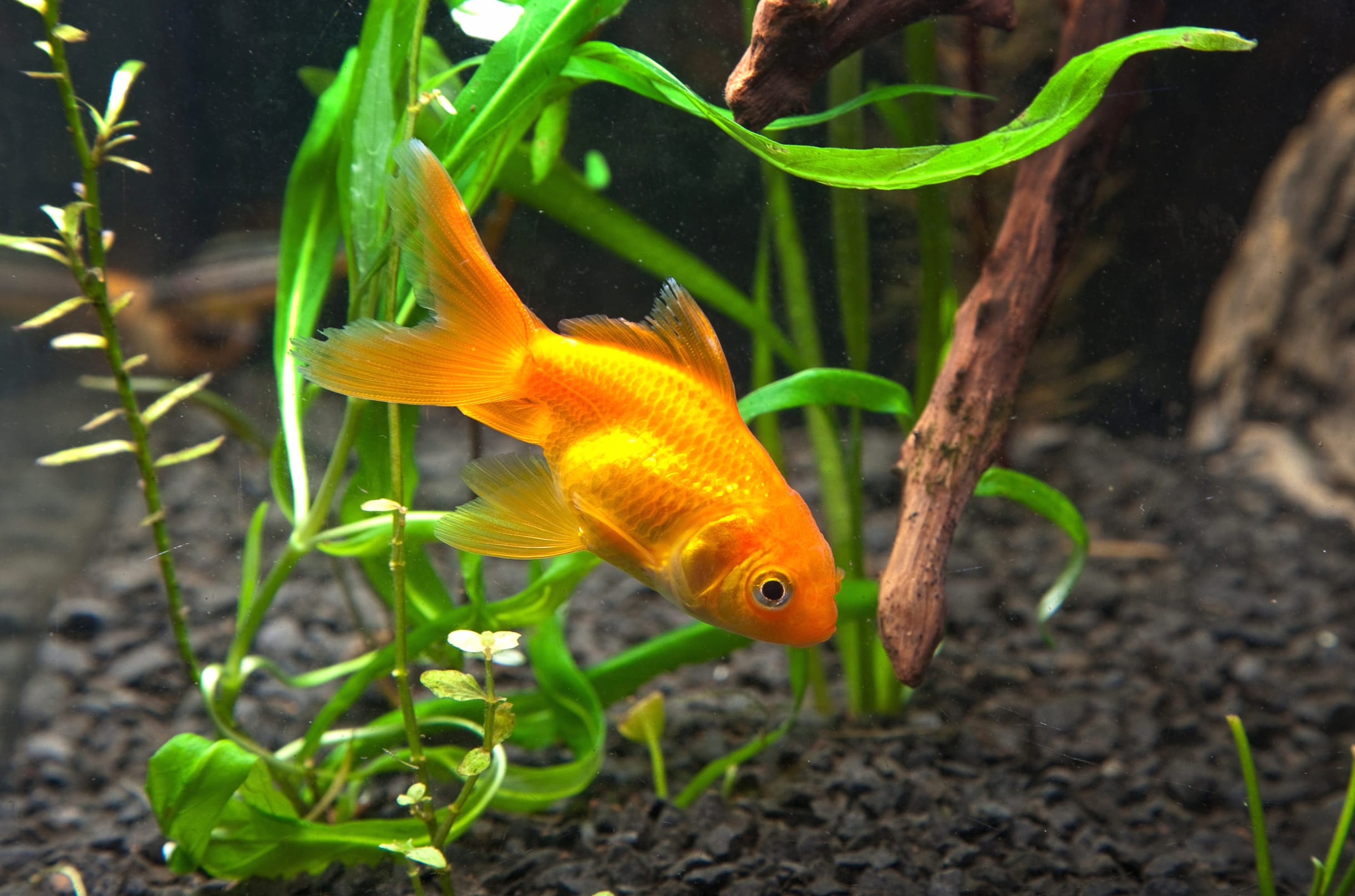 Vibrant Goldfish A Stunning at 1600 x 900 HD size wallpapers HD quality