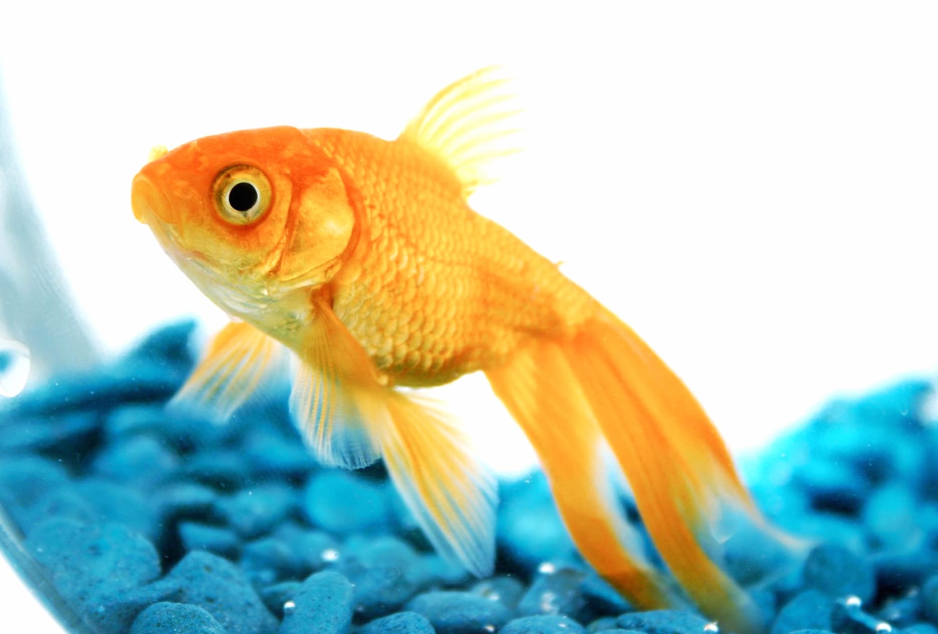 Vibrant Goldfish An for Animal Lovers wallpapers HD quality