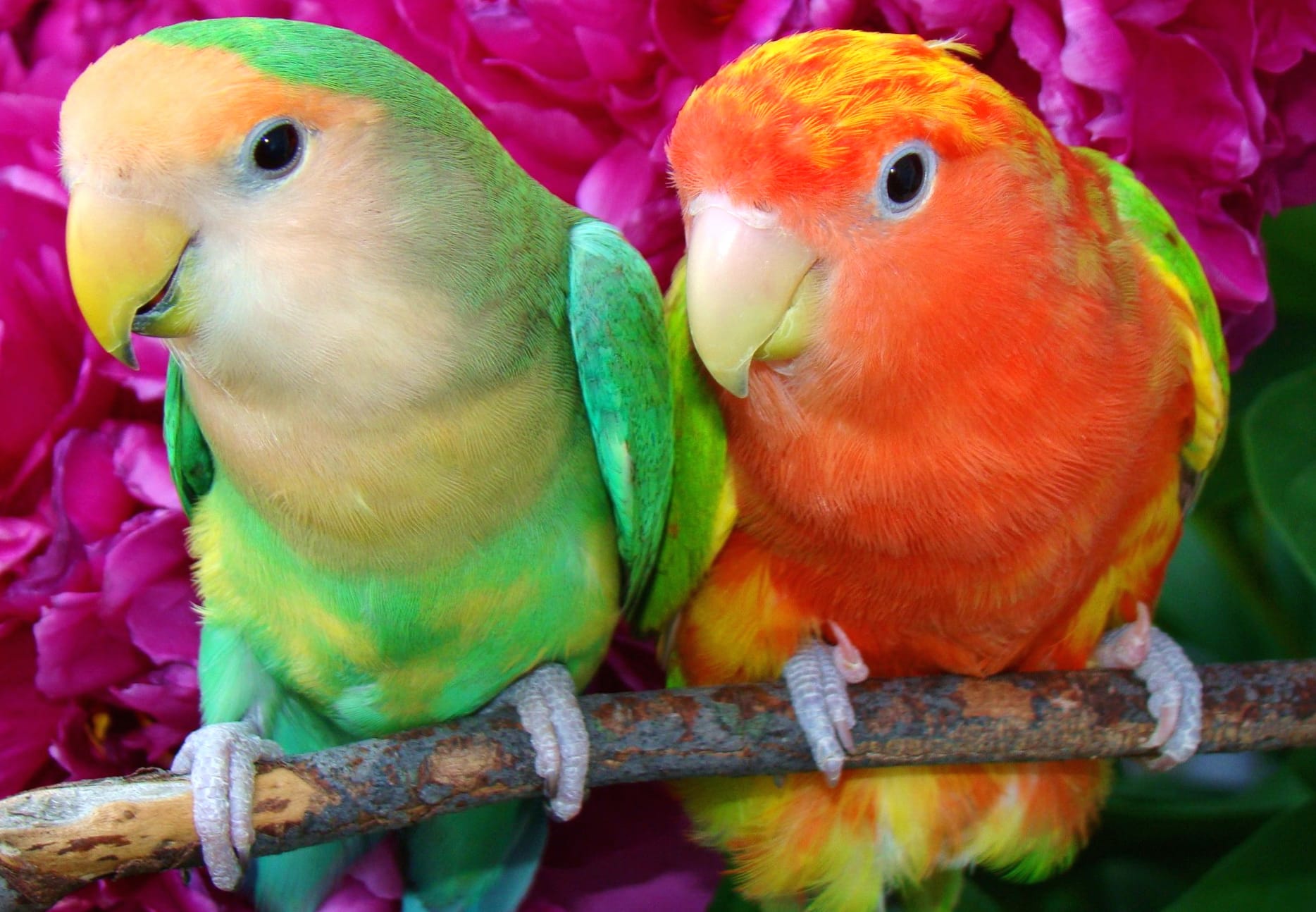 Vibrant Lovebirds wallpapers HD quality