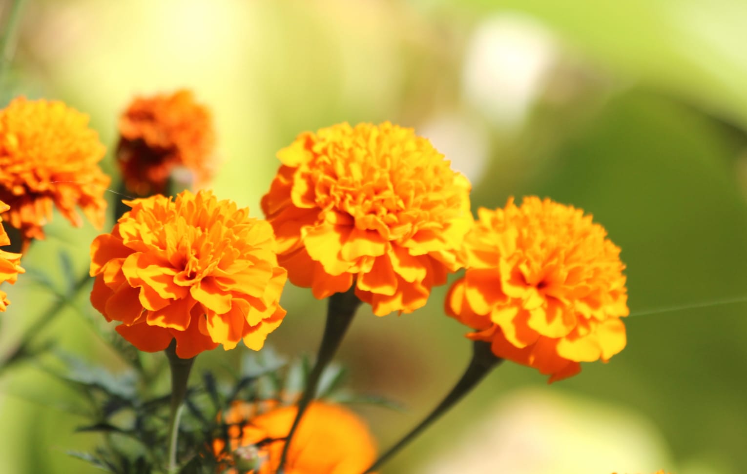 Vibrant Marigold Beauty - wallpapers HD quality