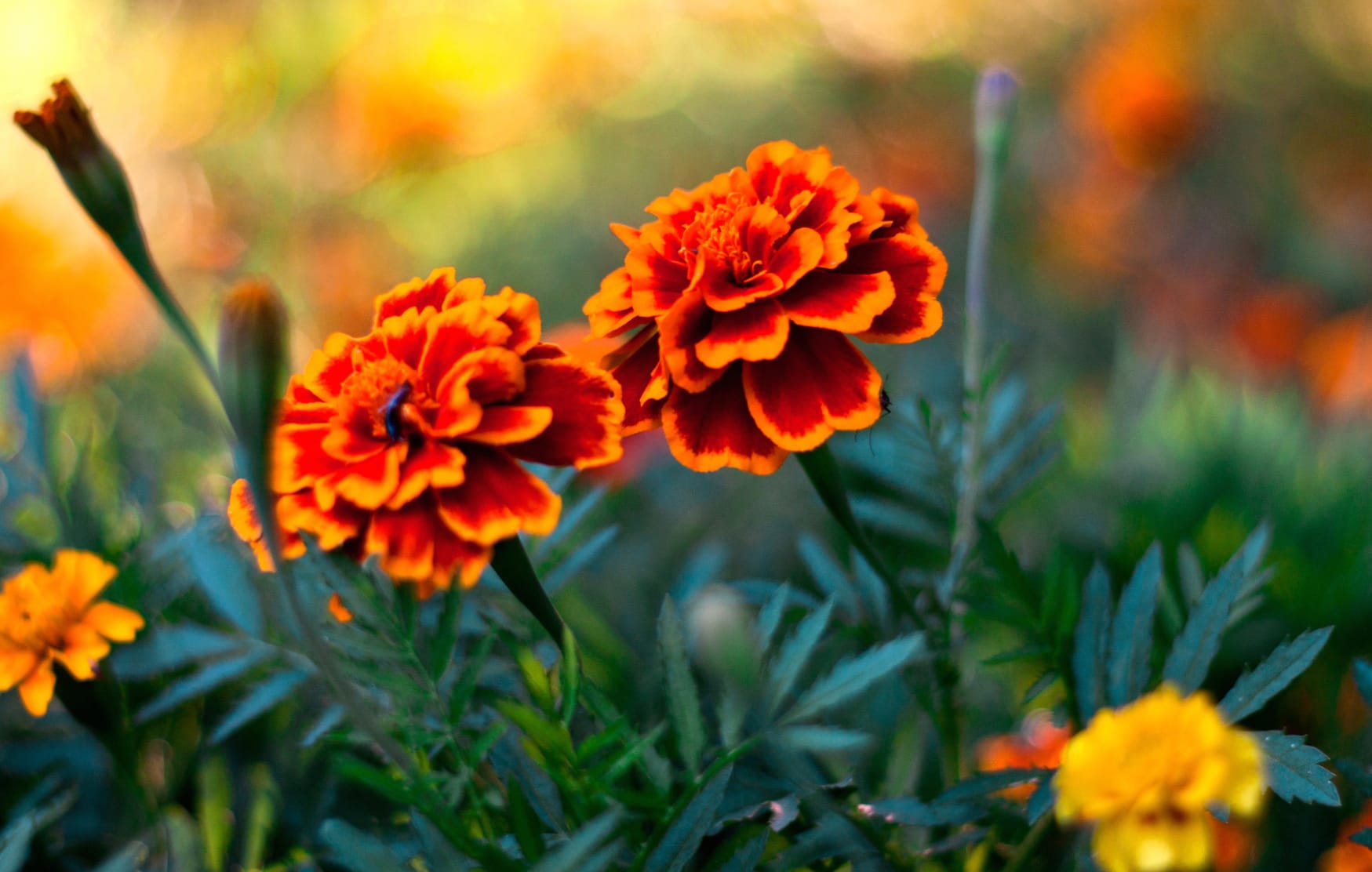 Vibrant Marigold Blossoms A Stunning at 1280 x 960 size wallpapers HD quality