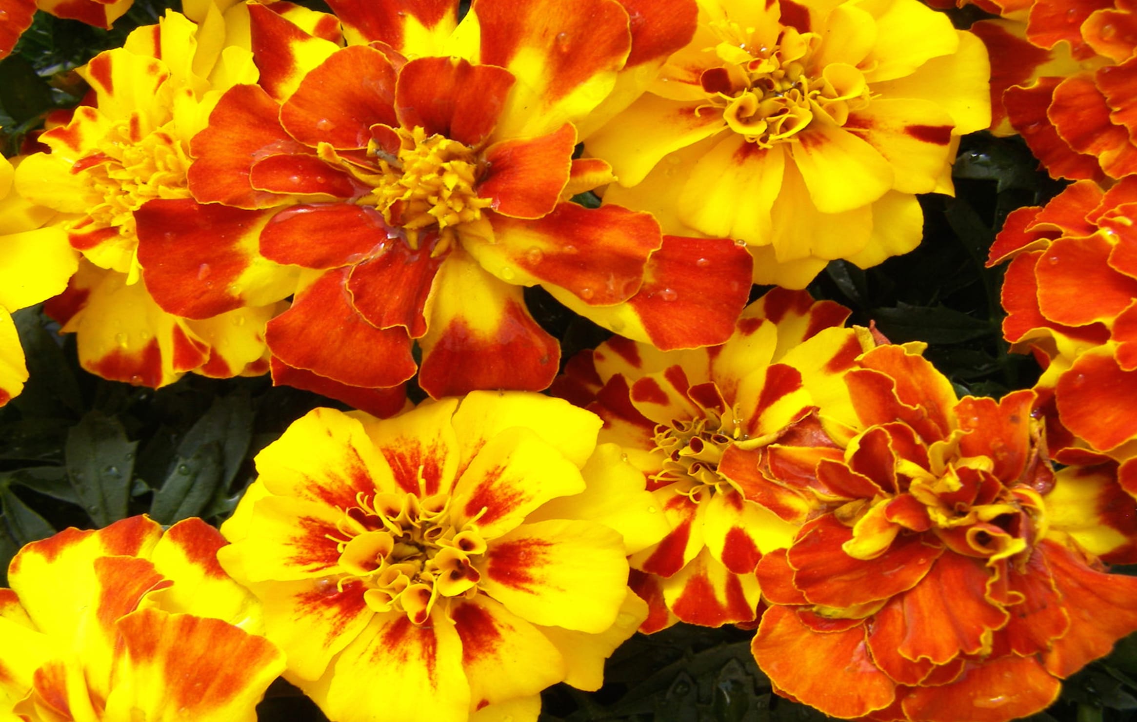 Vibrant Marigold Garden of Orange and Yellow Blooms at 640 x 960 iPhone 4 size wallpapers HD quality