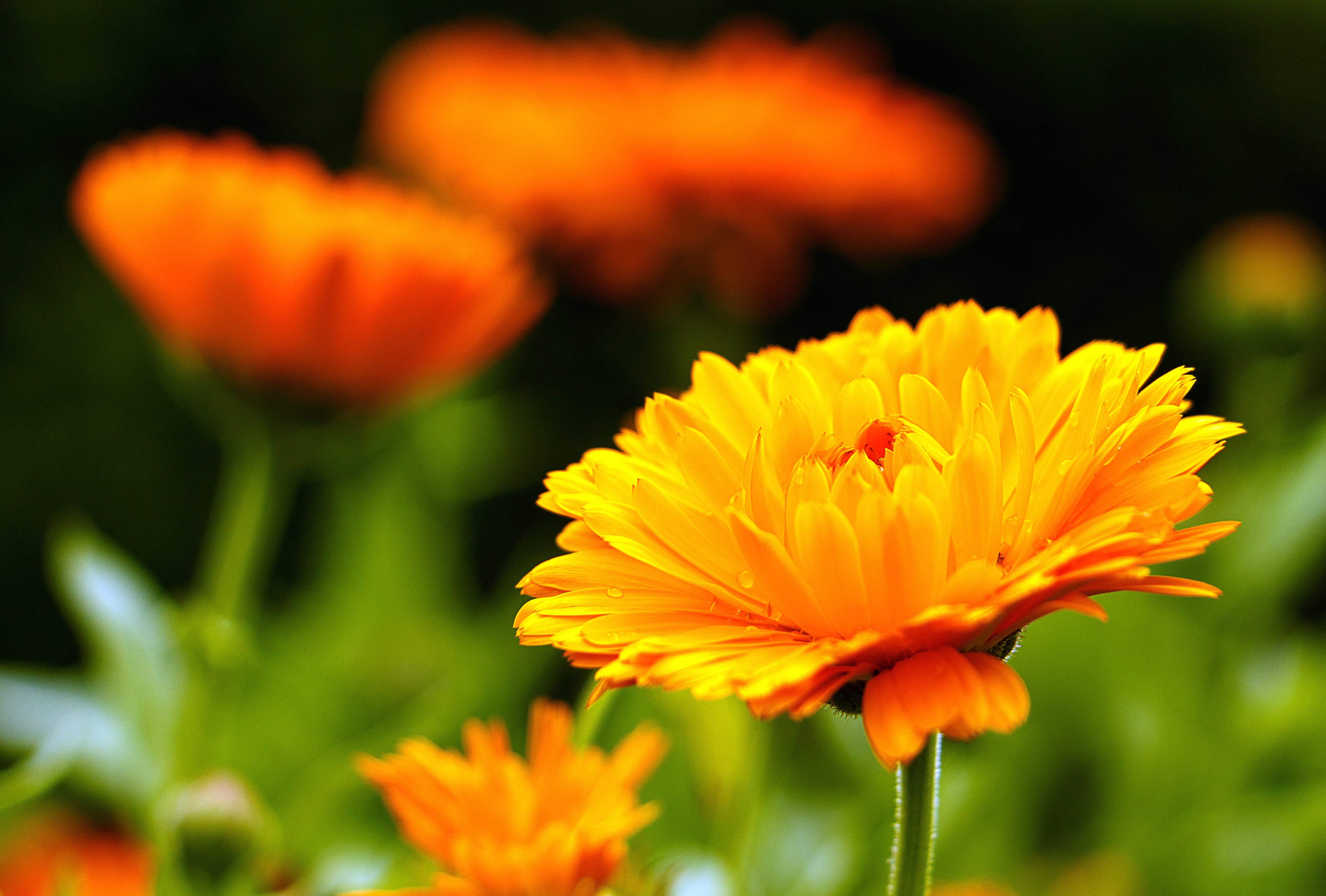 Vibrant Marigold in Nature - wallpapers HD quality