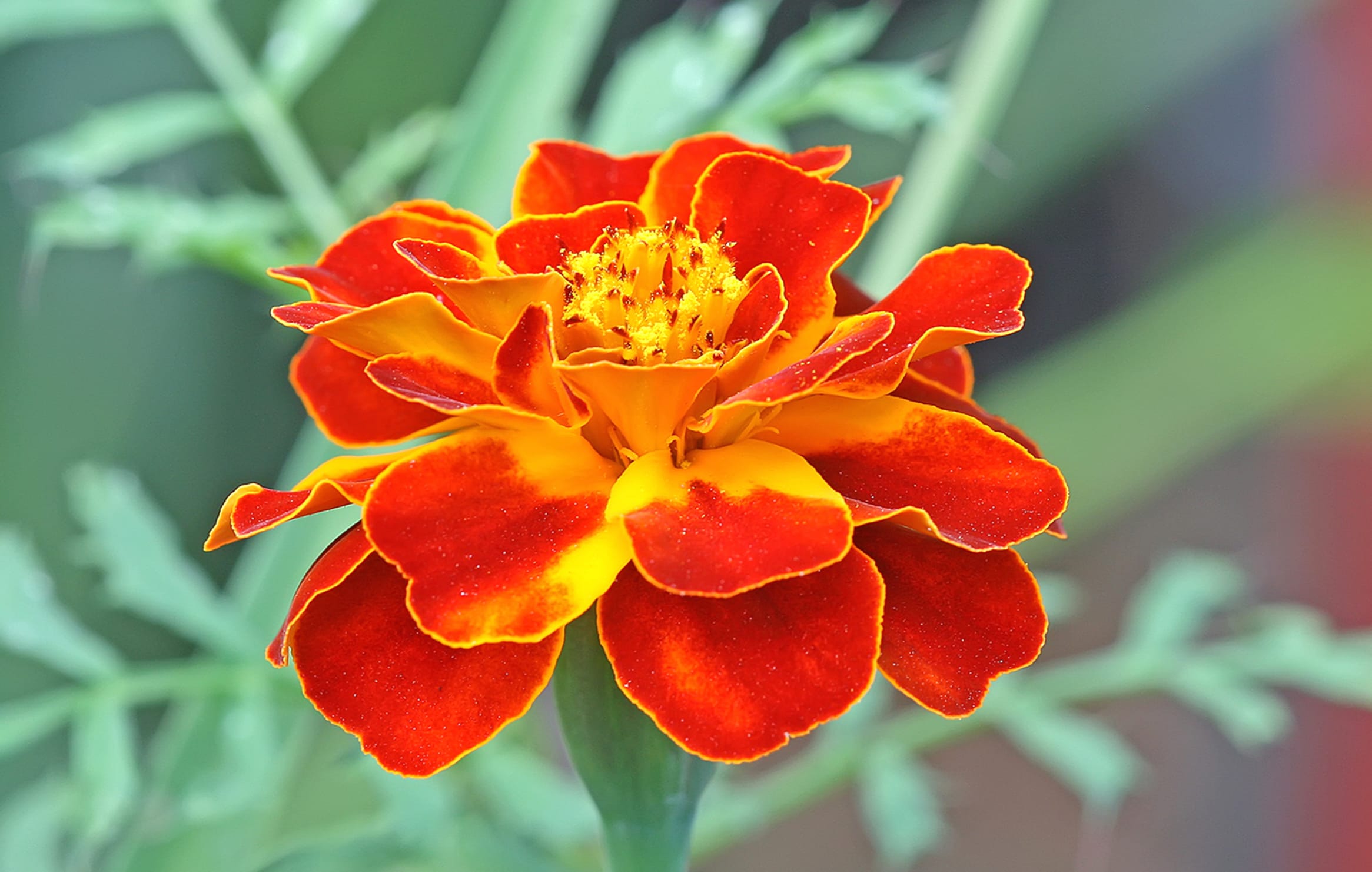 Vibrant Marigold of an Orange Bloom wallpapers HD quality