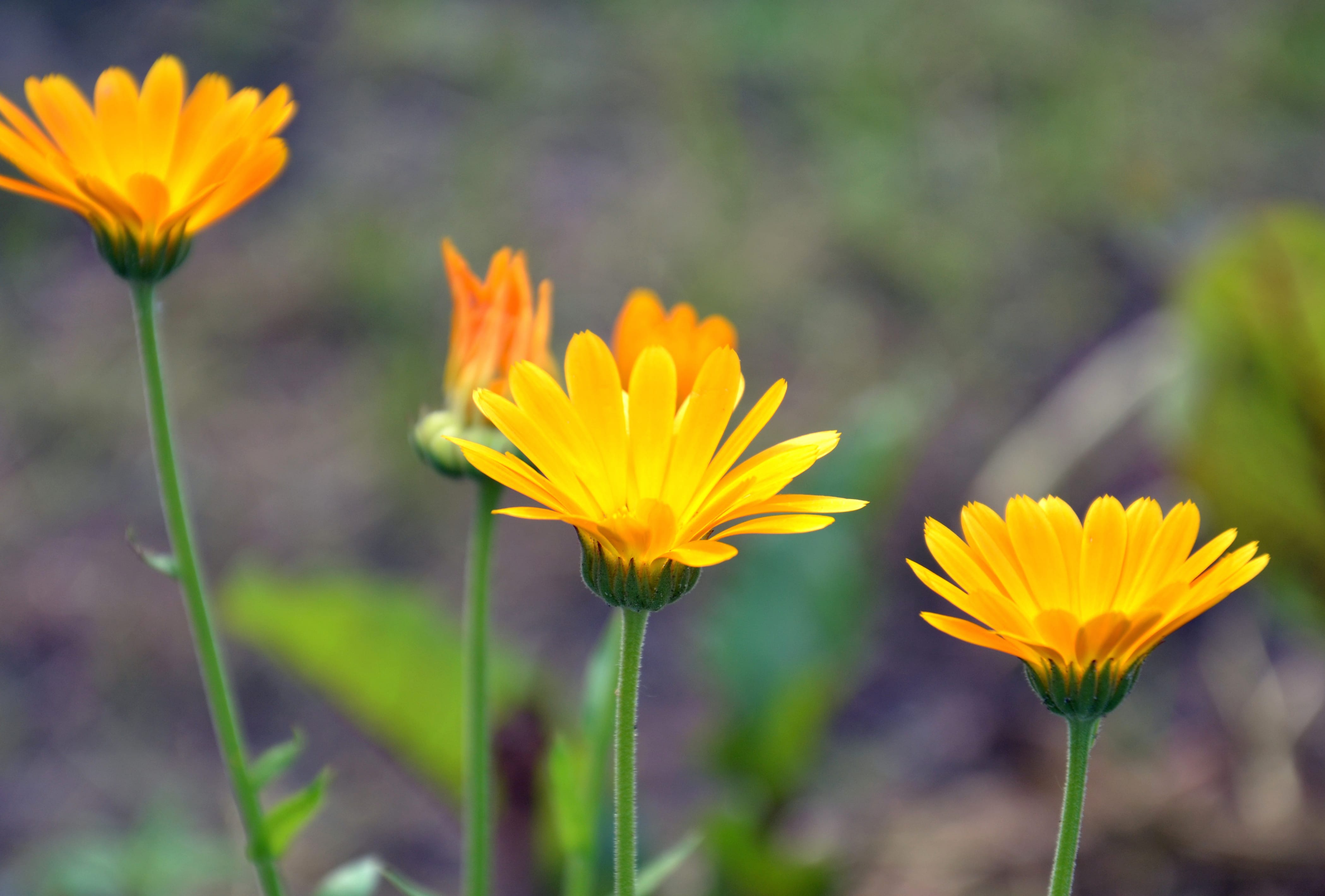 Vibrant Marigolds Stunning HD Nature Wallpaper wallpapers HD quality