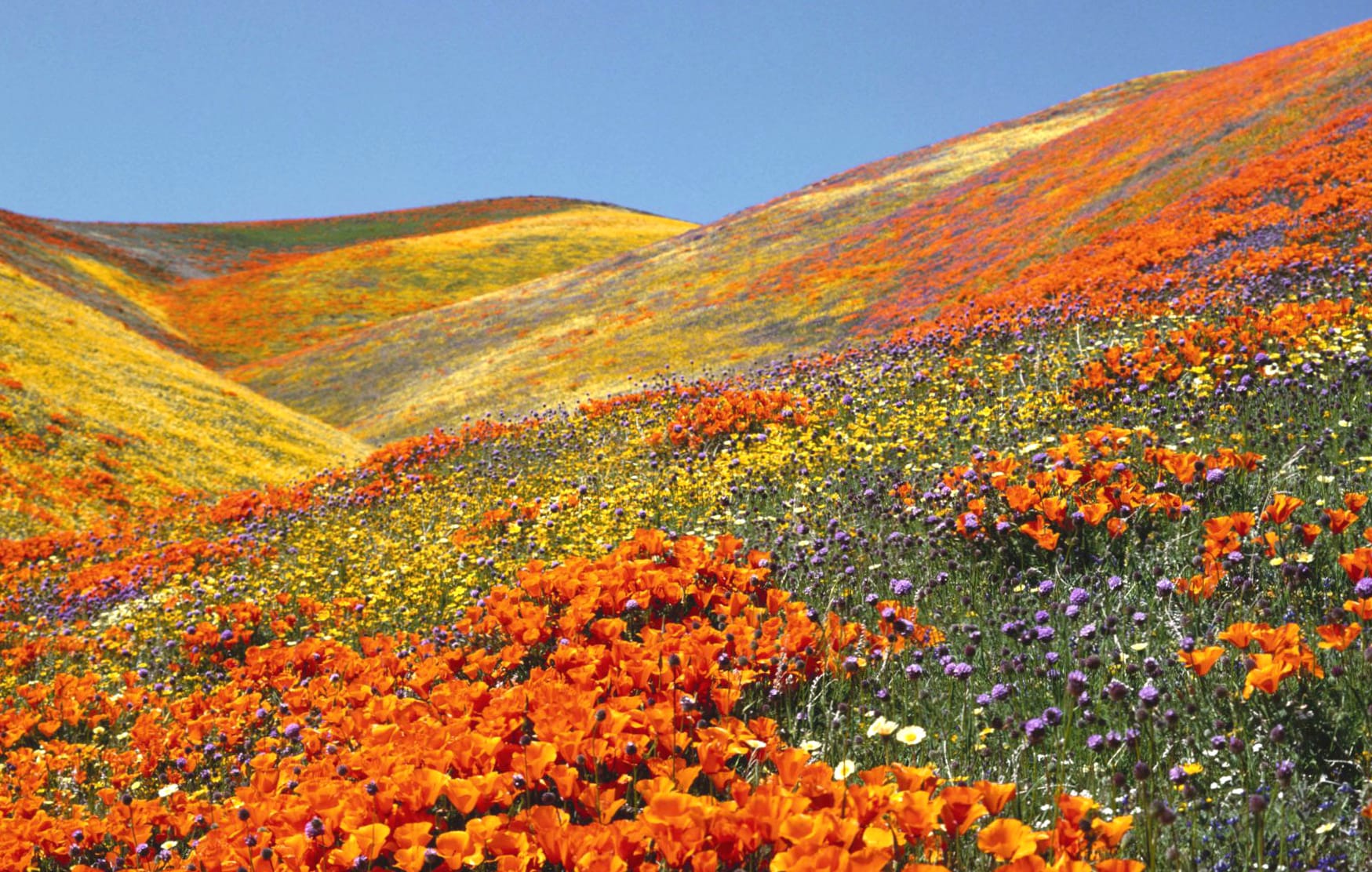 Vibrant Nature A Stunning of Flower Fields at 2560 x 1440 HD size wallpapers HD quality