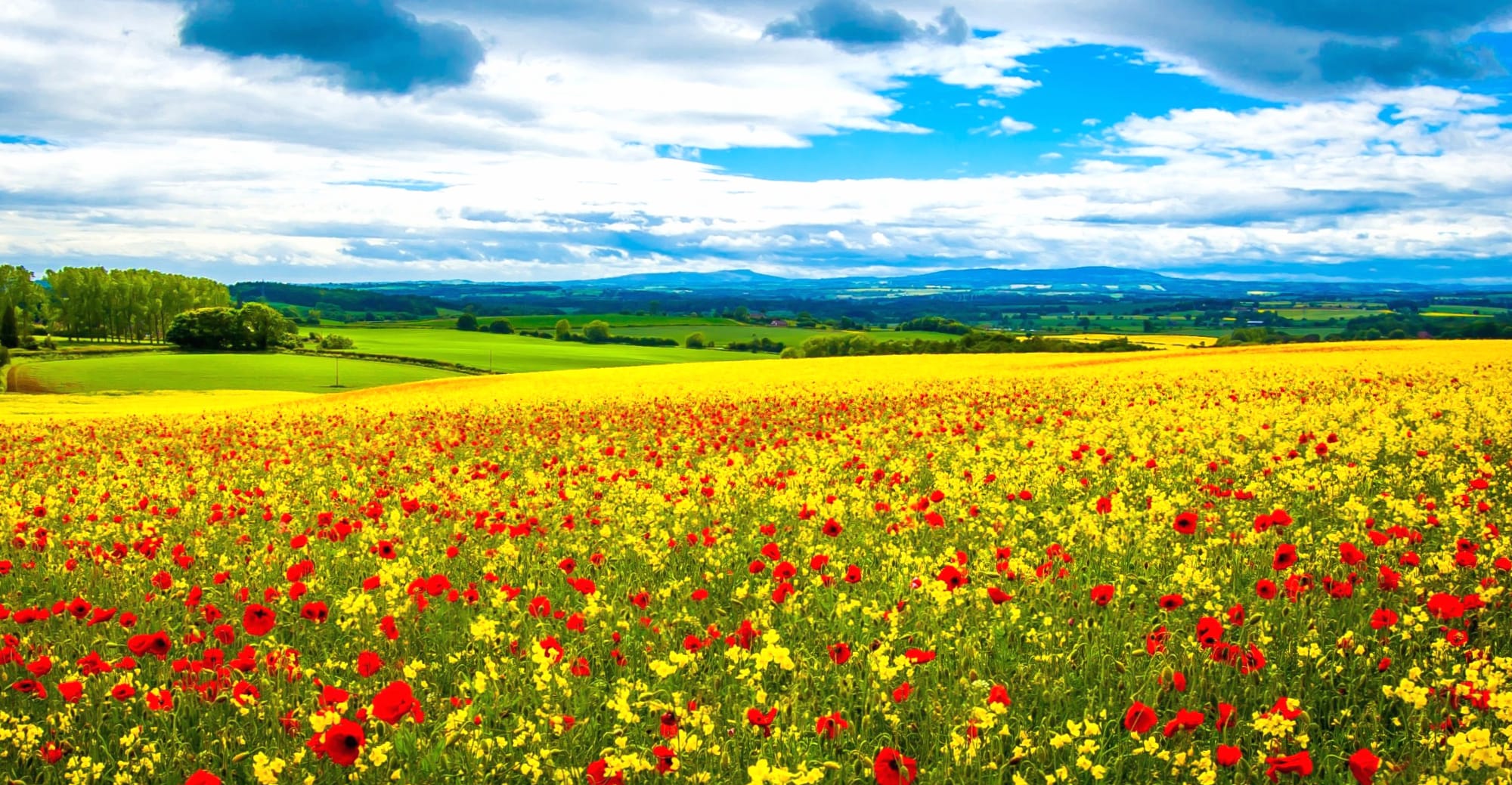 Vibrant Nature of Blooming Fields wallpapers HD quality