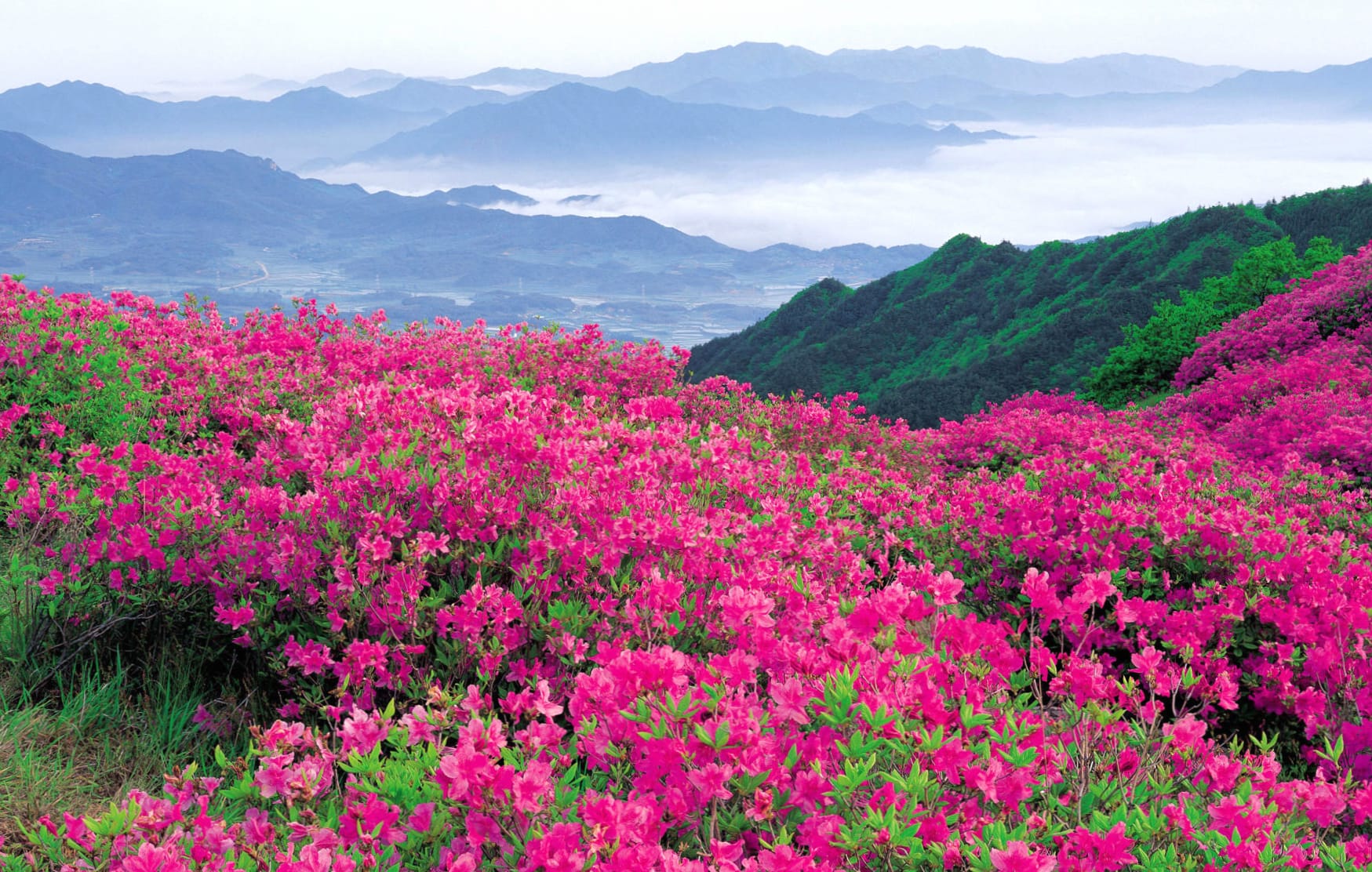 Vibrant Nature of Blooming Flowers in Majestic Landscape wallpapers HD quality