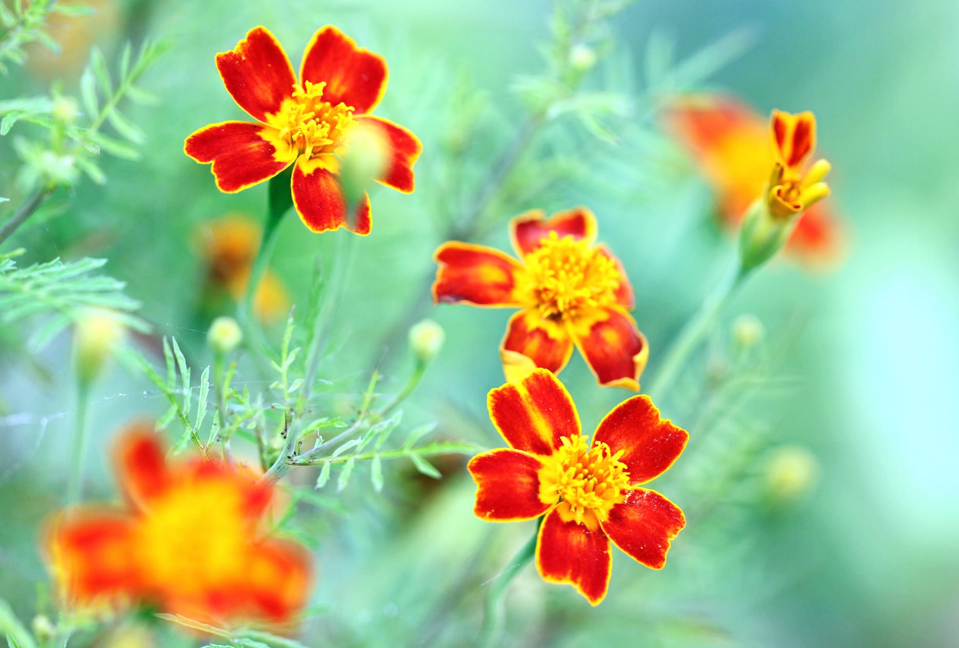 Vibrant Orange Marigold Macro wallpapers HD quality