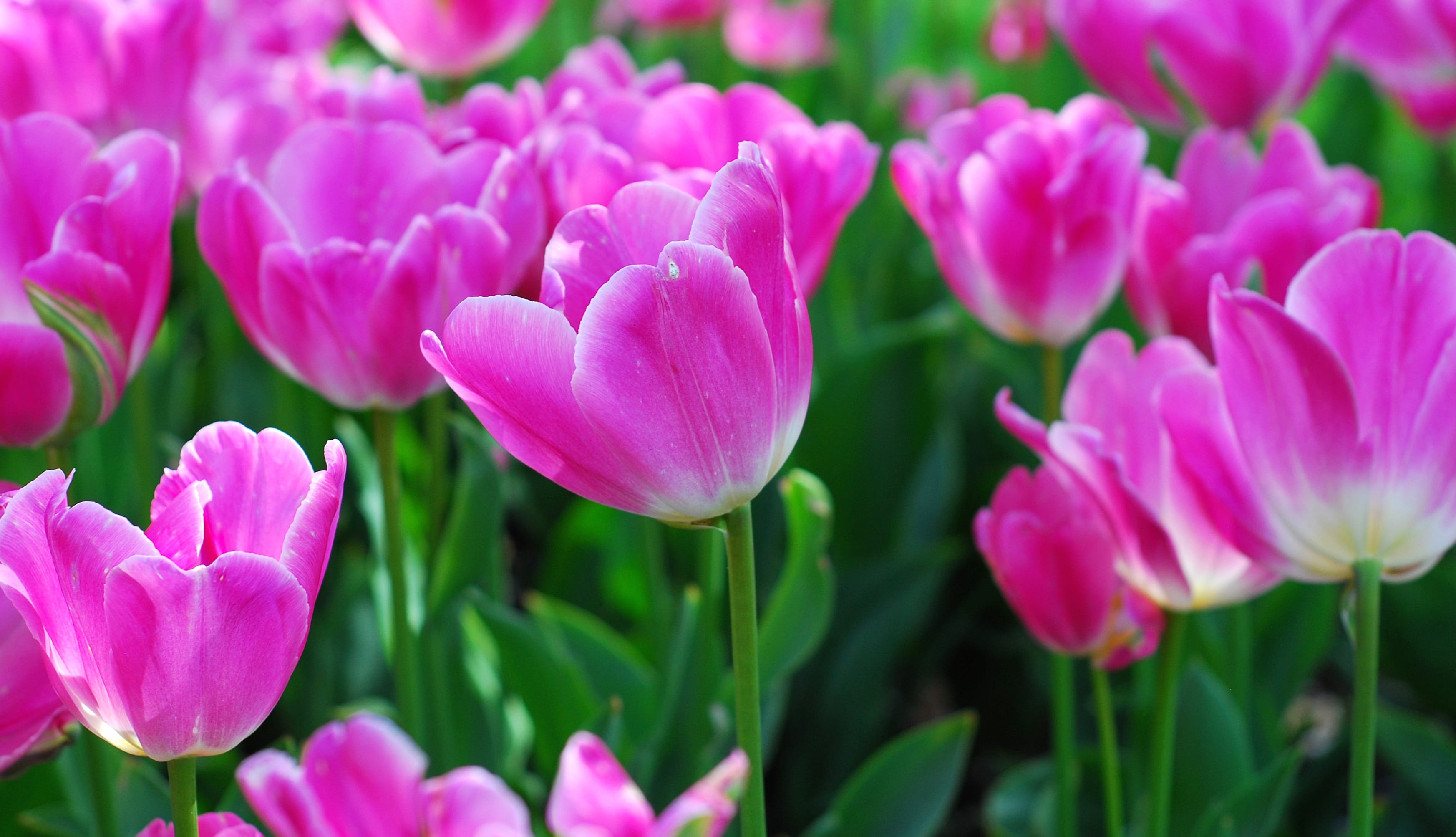 Vibrant Pink Tulips A Stunning HD Nature Wallpaper wallpapers HD quality