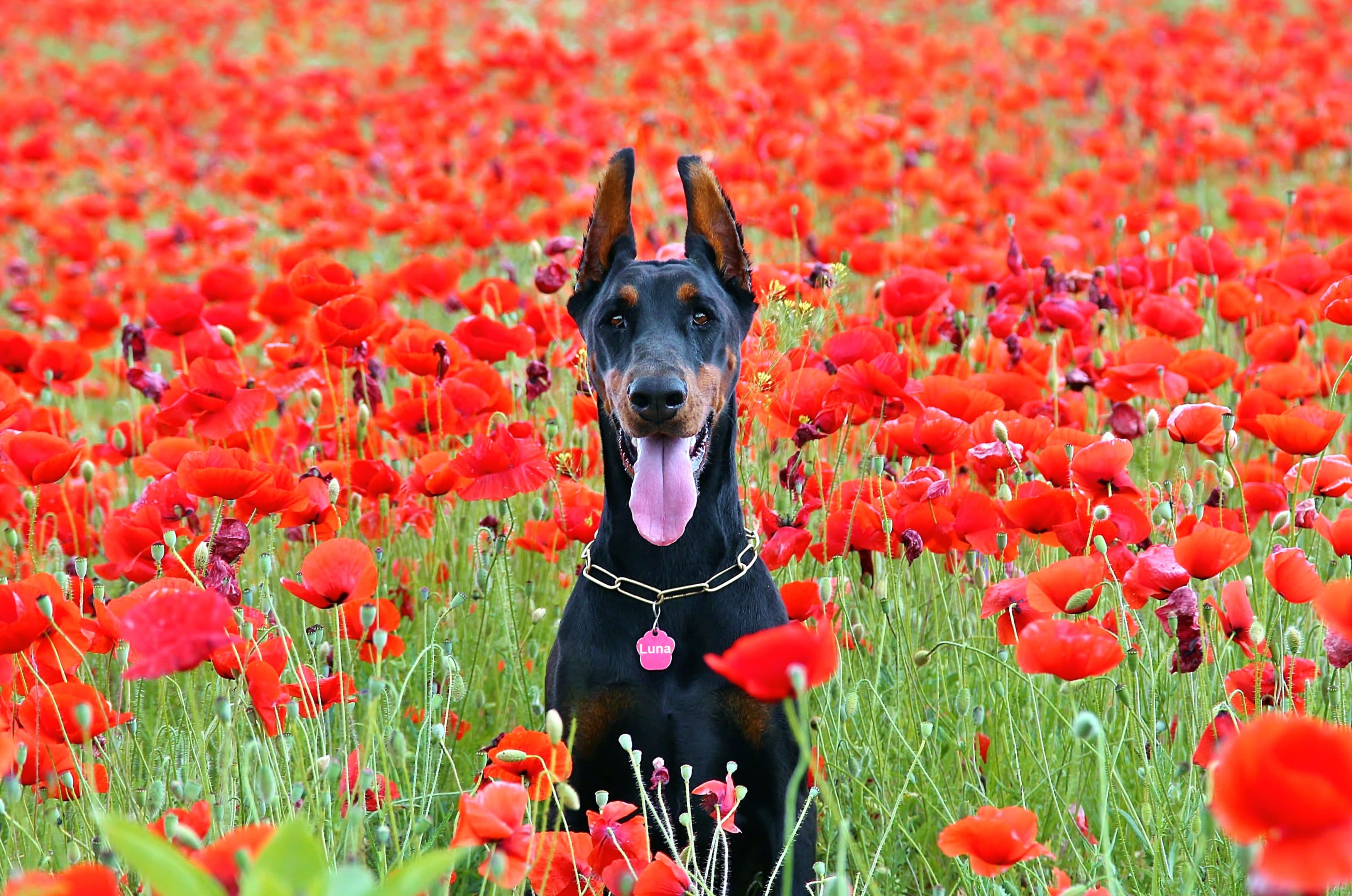 Vibrant Poppies and a Doberman A at 2048 x 2048 iPad size wallpapers HD quality