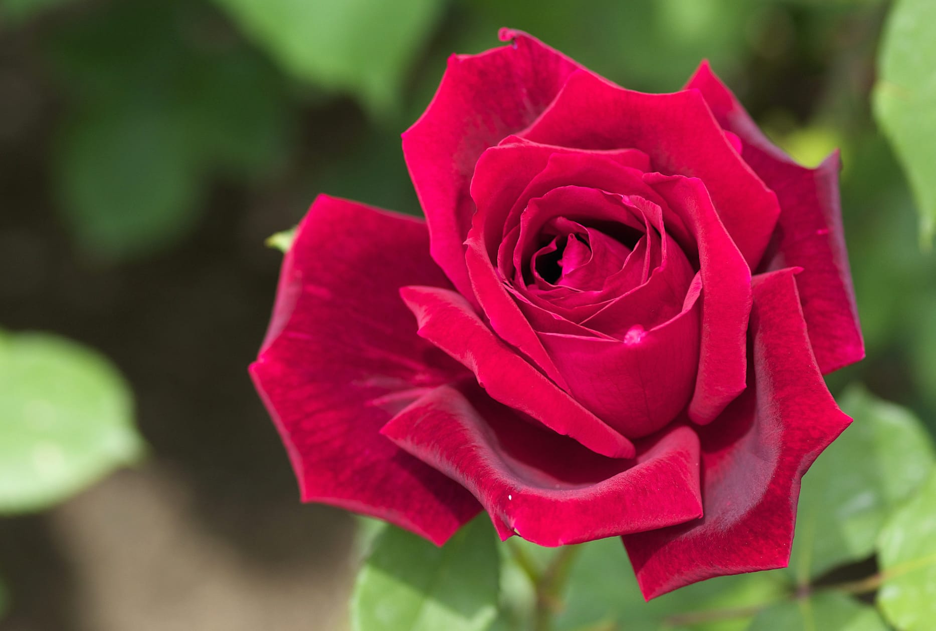 Vibrant Red Rose A Stunning at 1024 x 768 size wallpapers HD quality