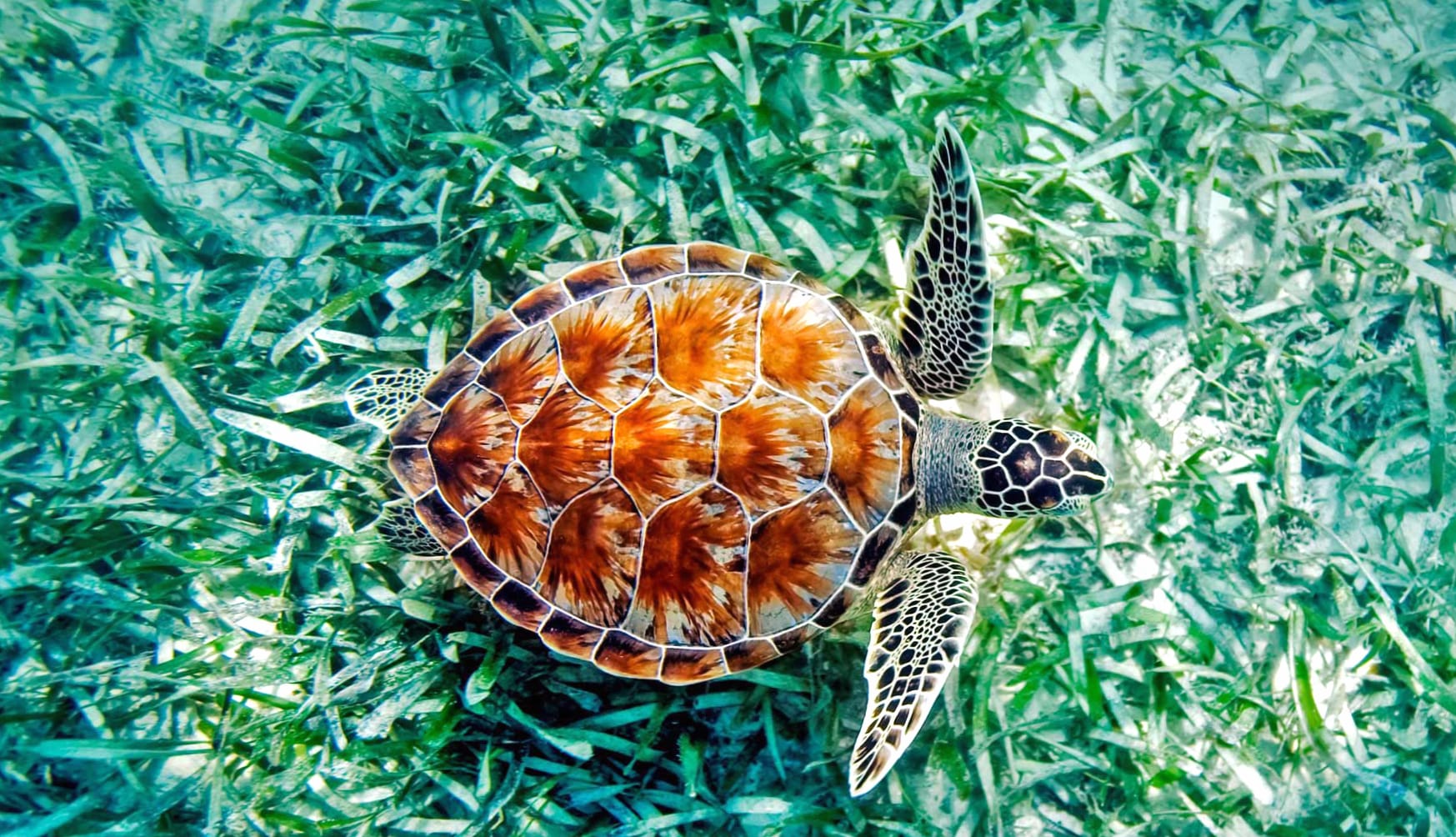 Vibrant Sea Turtle at 1024 x 1024 iPad size wallpapers HD quality