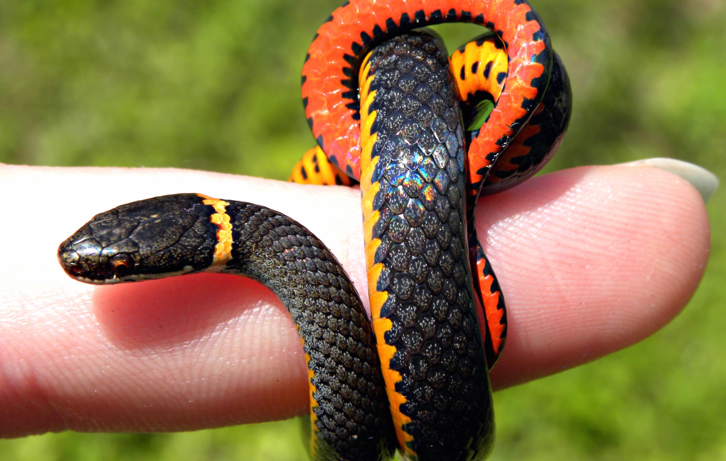 Vibrant Snake at 1680 x 945 HD size wallpapers HD quality