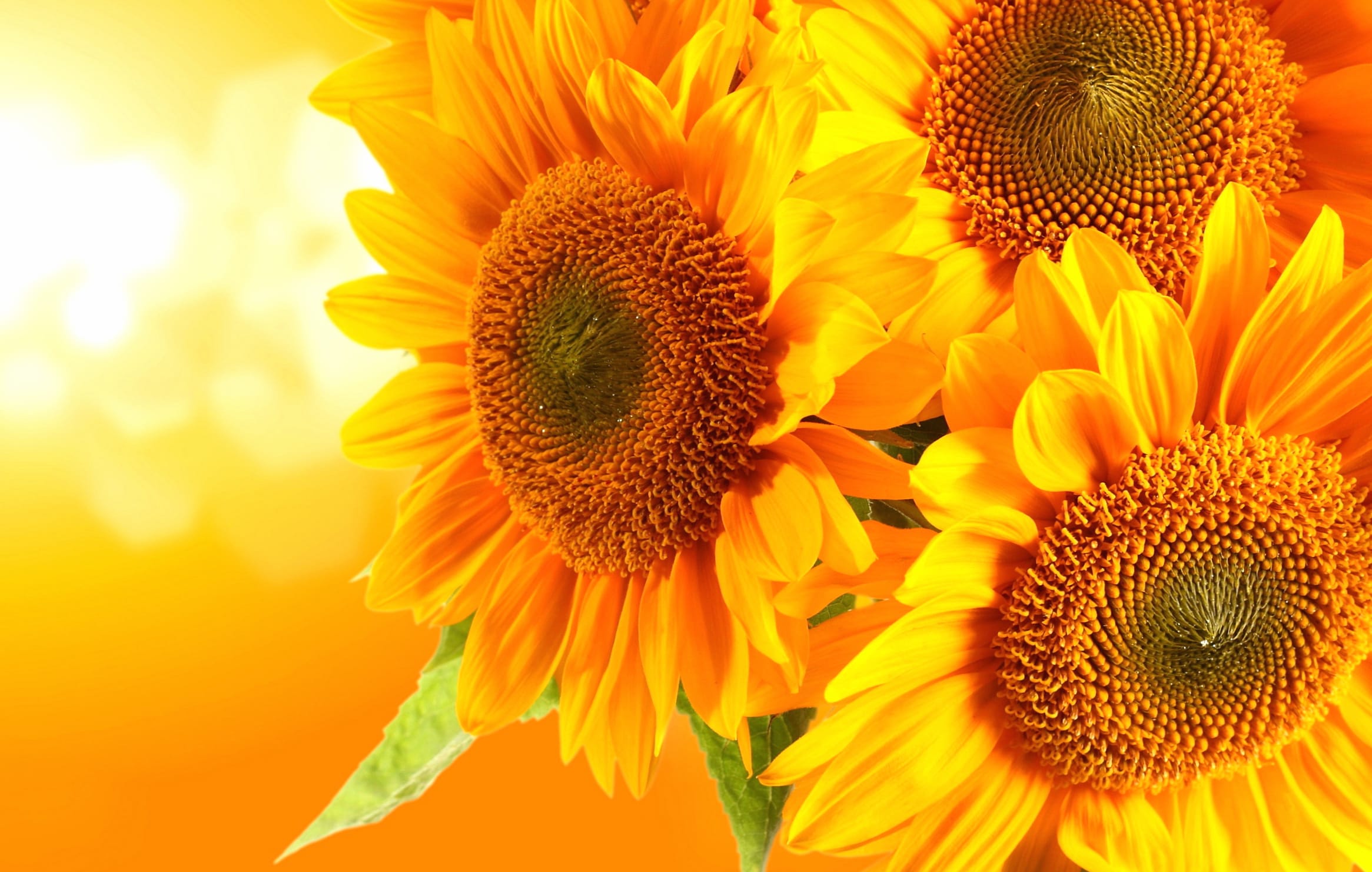 Vibrant Sunflower A Touch of Nature at 1600 x 1200 size wallpapers HD quality