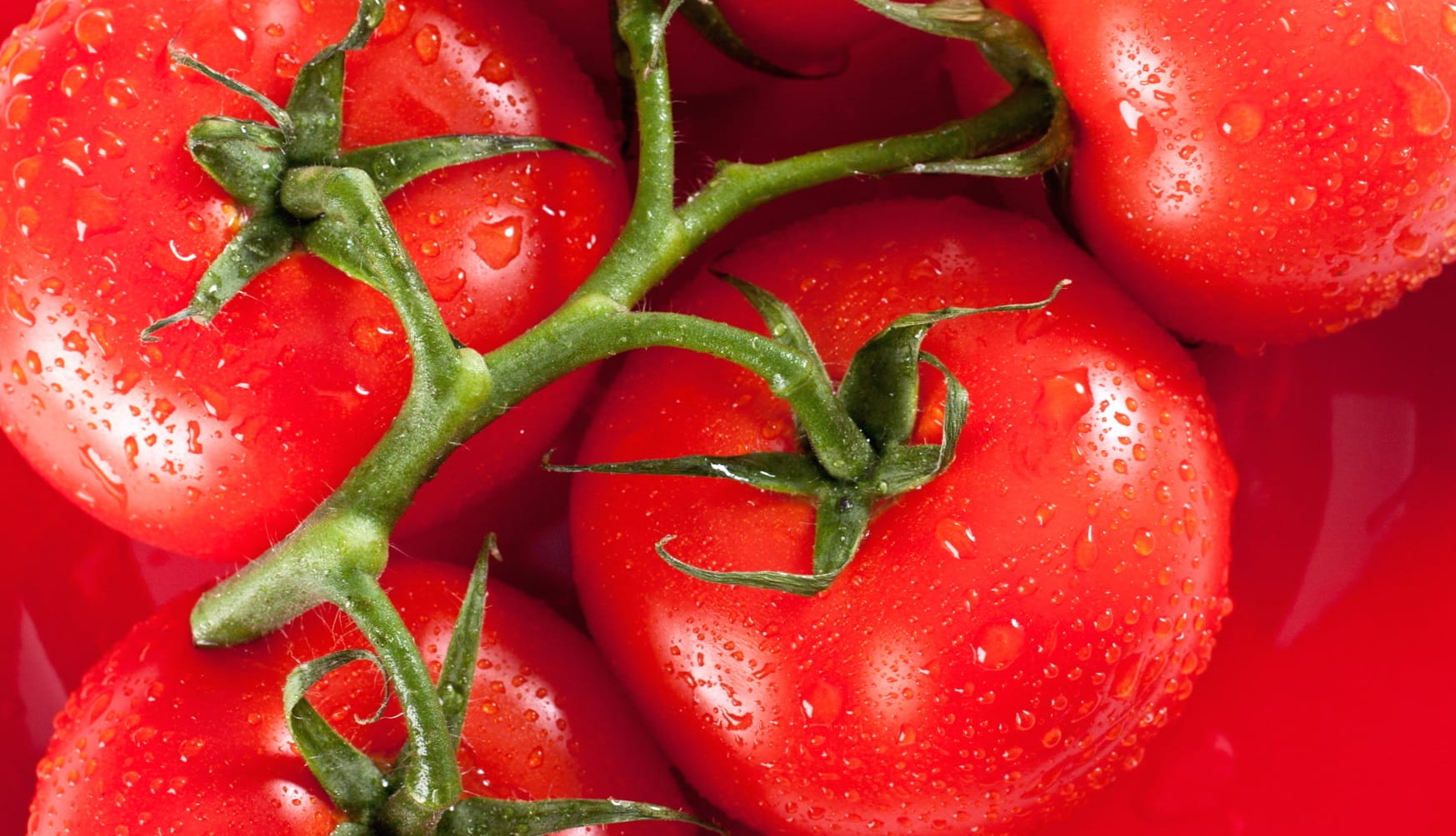 Vibrant Tomato - Freshness Captured wallpapers HD quality