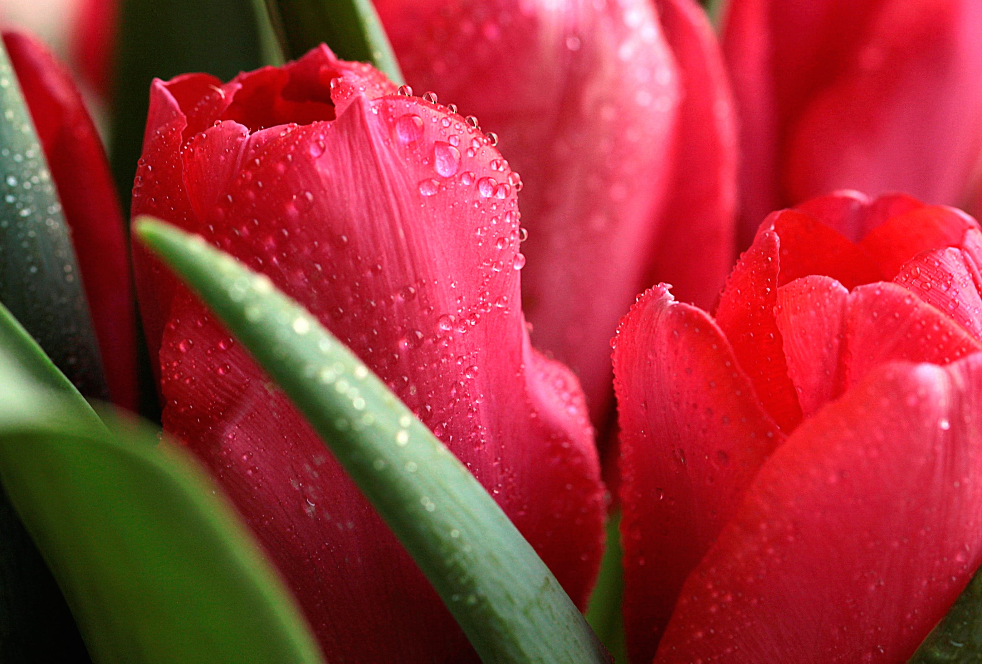 Vibrant Tulip A Splash of Nature at 1600 x 900 HD size wallpapers HD quality