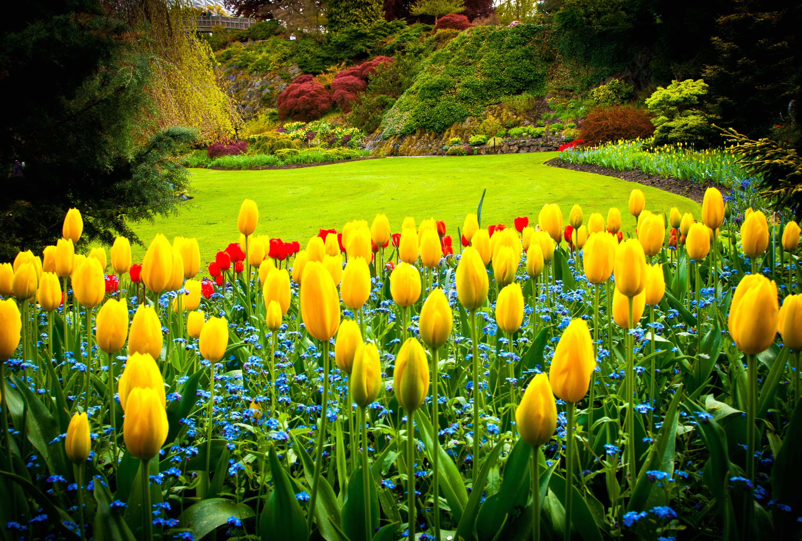 Vibrant Yellow Tulips in A Nature-Inspired Garden Escape wallpapers HD quality