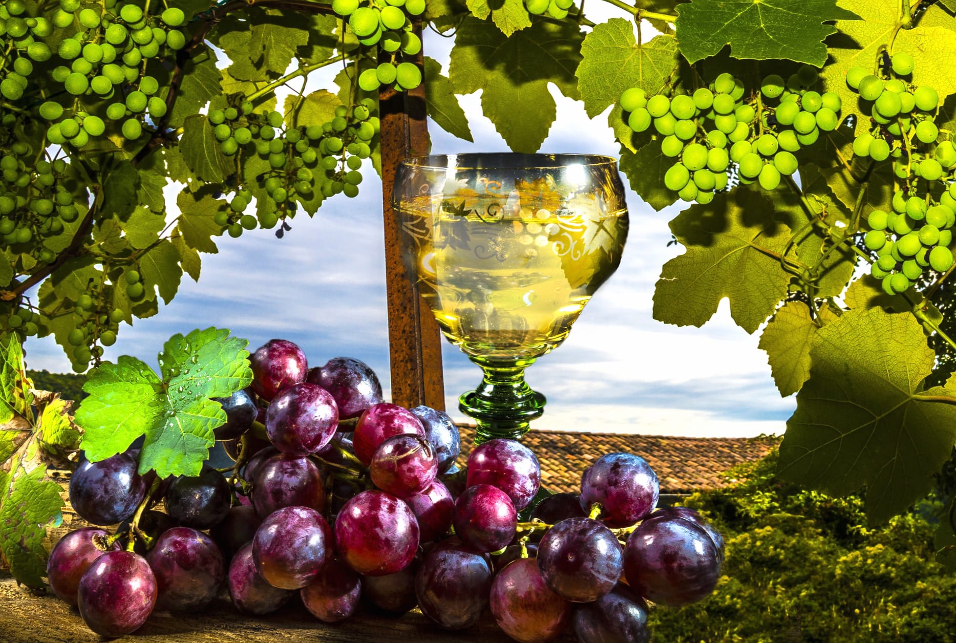 Vine Glass Fruit Food Grapes at 640 x 960 iPhone 4 size wallpapers HD quality