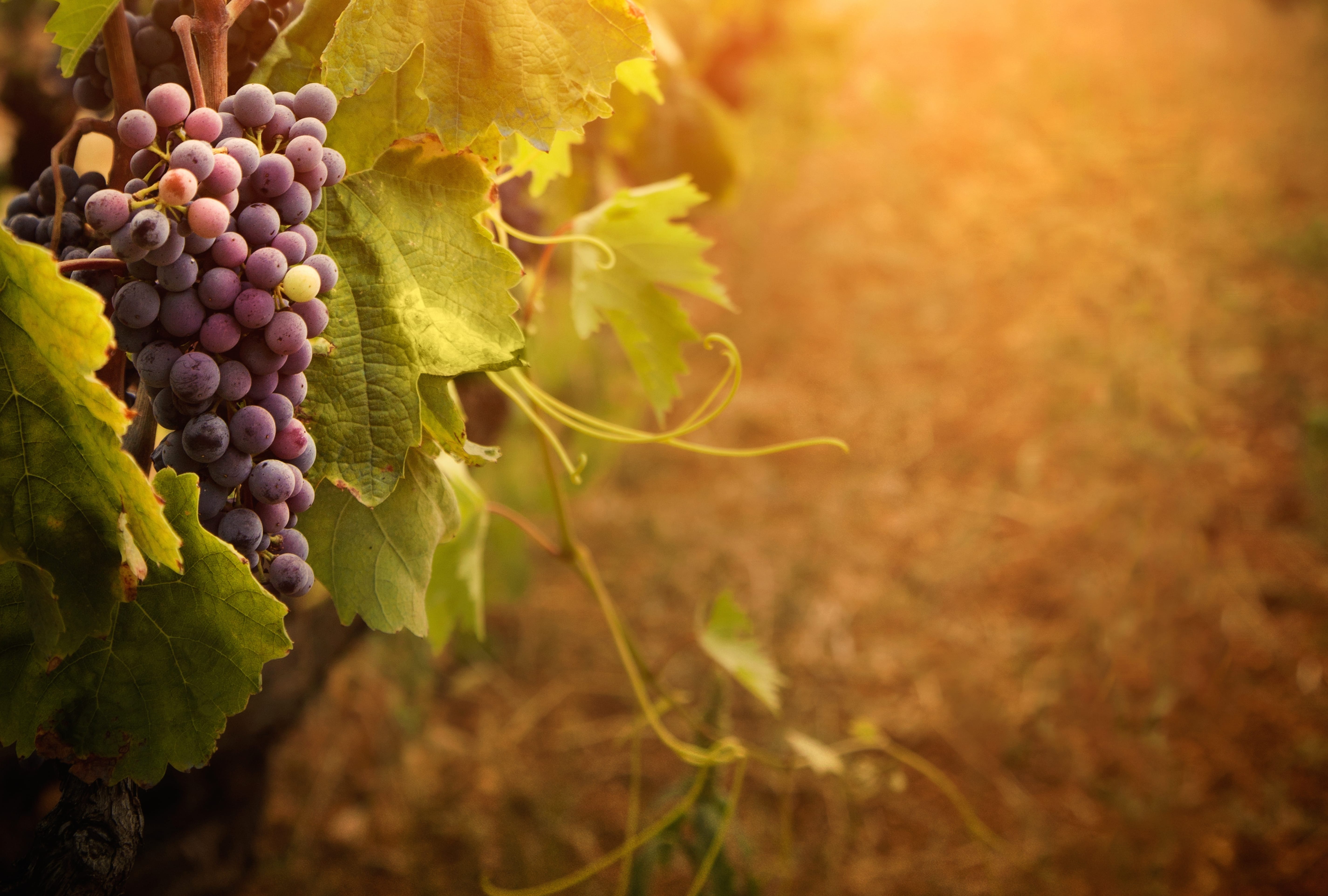 Vineyard Bliss Grapes and Leaves in wallpapers HD quality